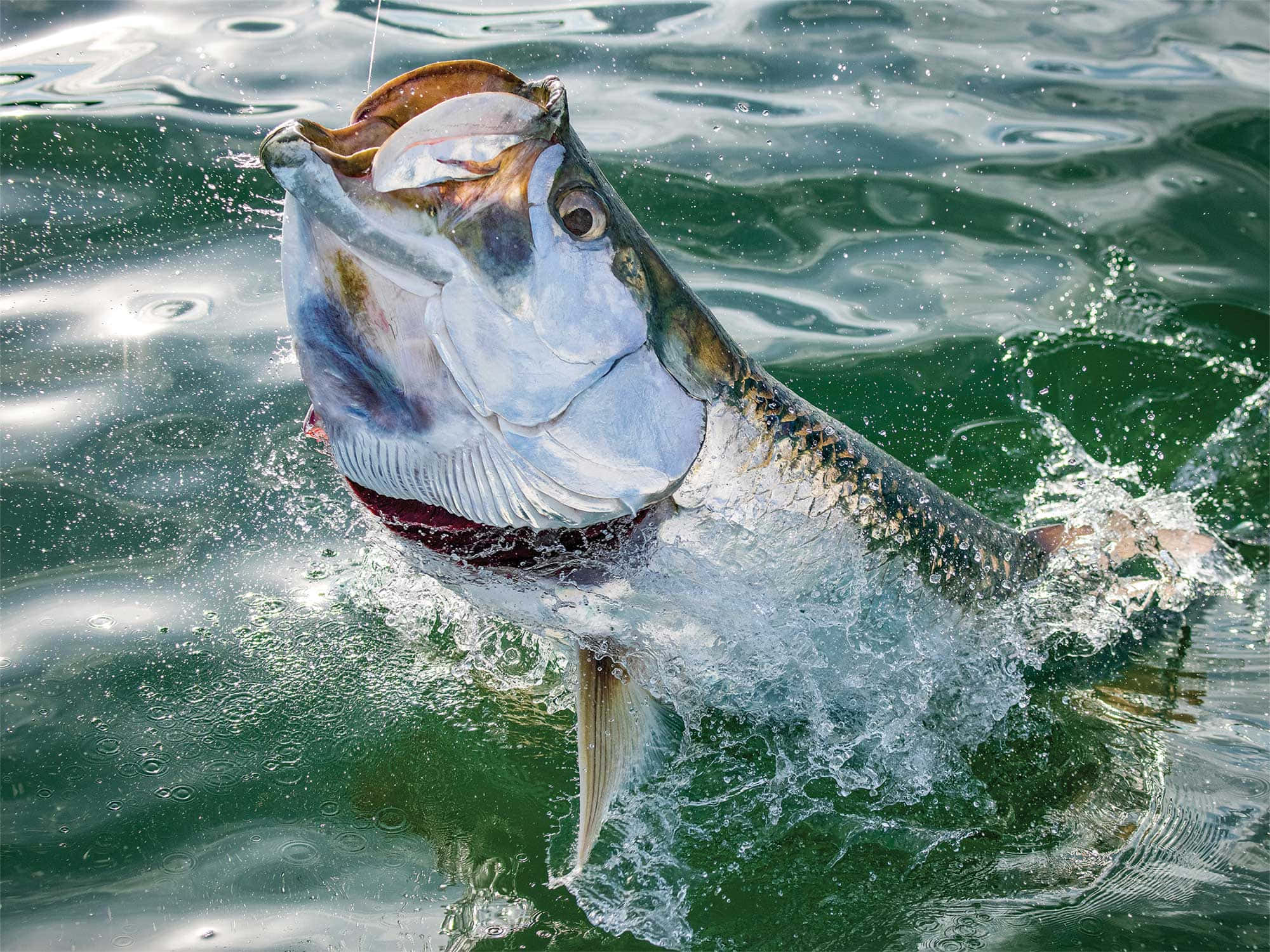 tarpon, silver, green water, Full HD Desktop Wallpaper