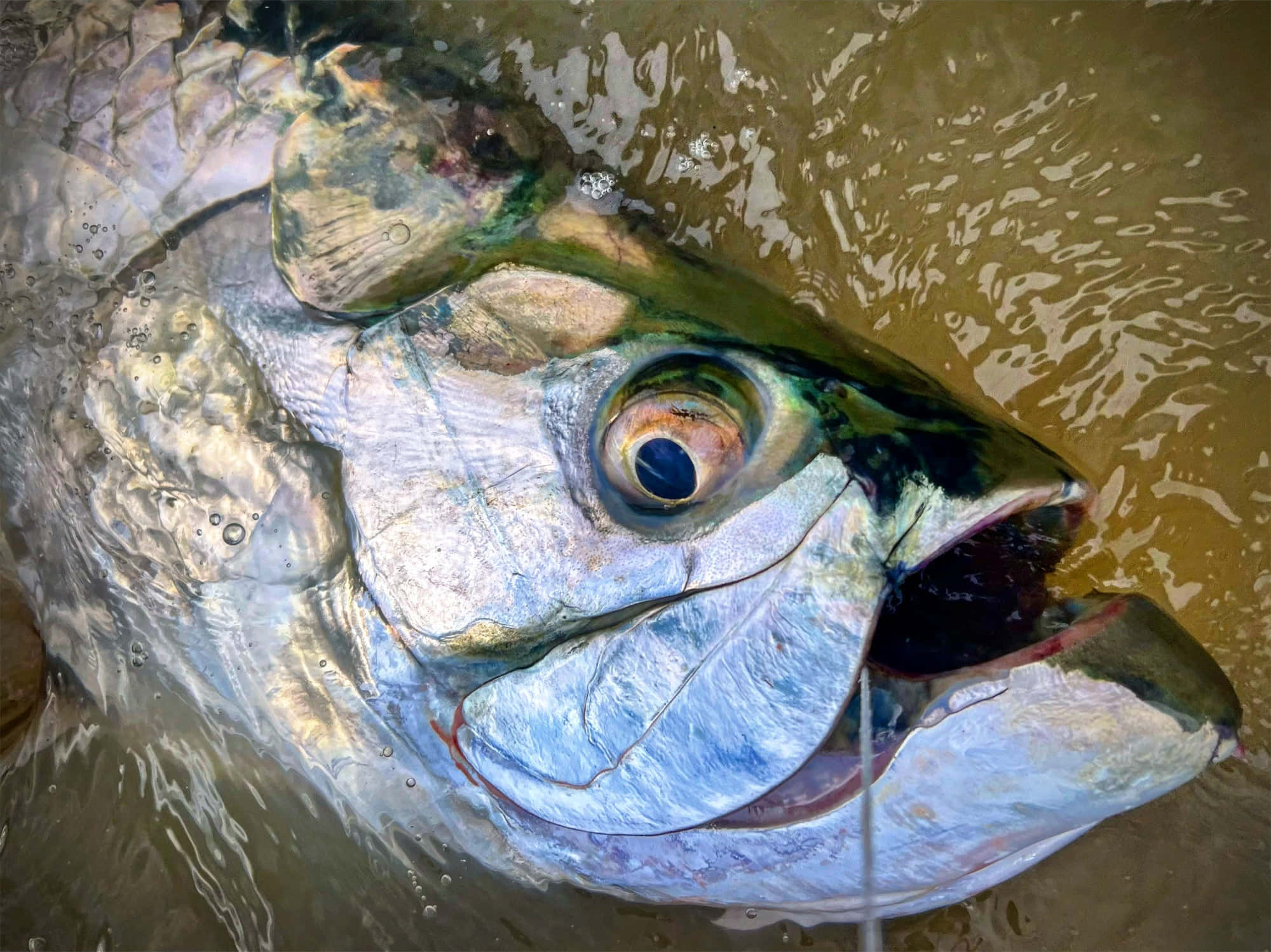tarpon fish, silver, wide open mouth, Full HD Desktop Wallpaper