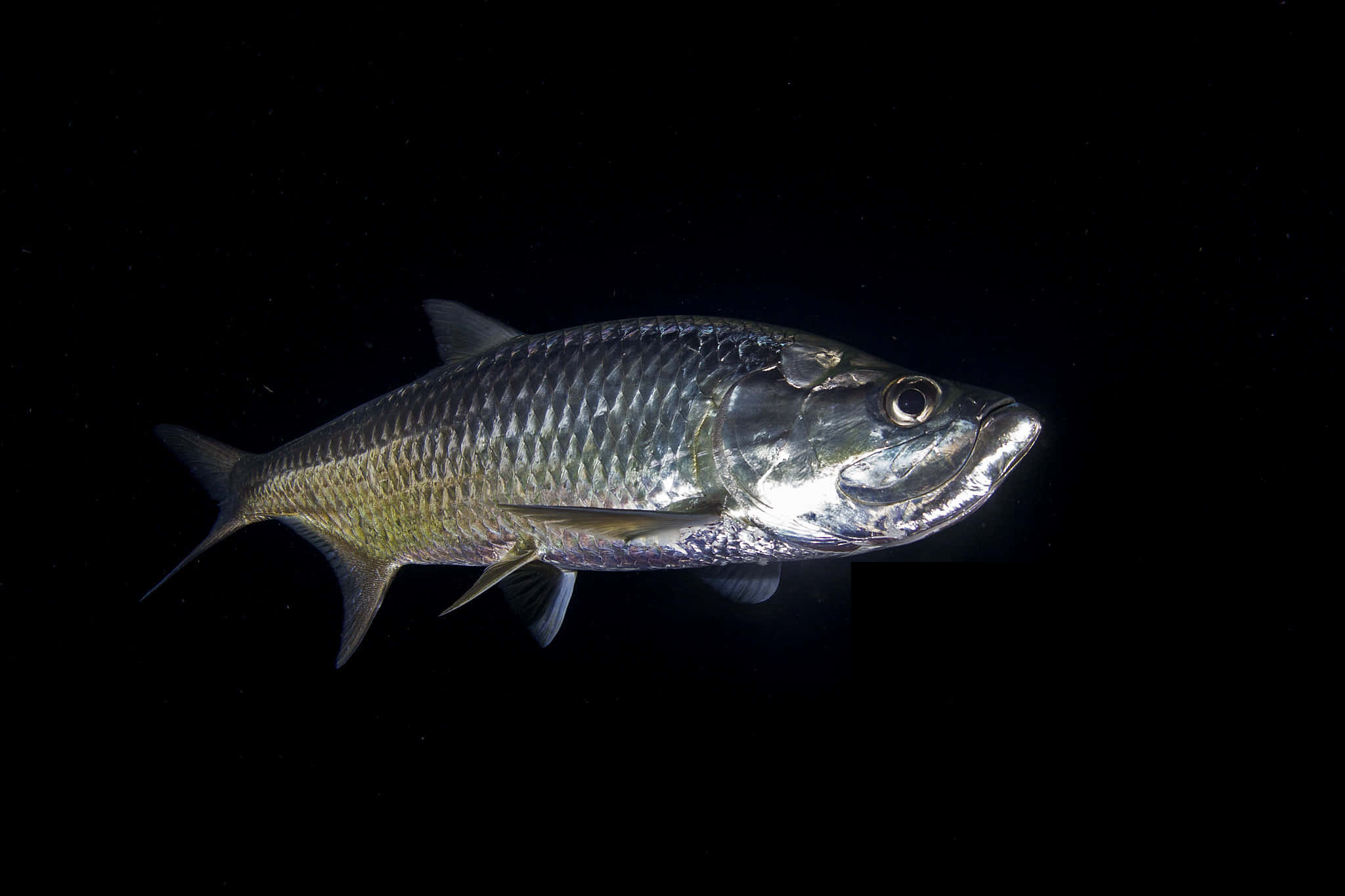 Tarpon, silver, pitch black water, Full HD Desktop Wallpaper