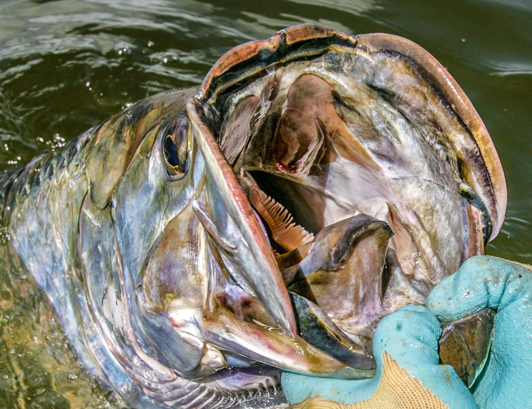 Tarpon, gloved hand, murky water, HD Desktop Wallpaper