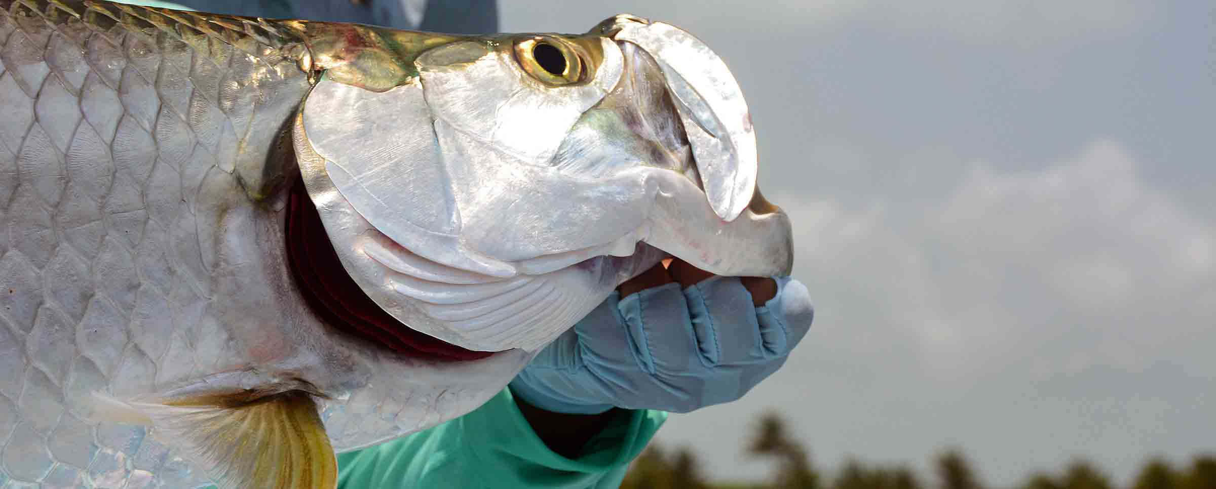 tarpon, gloved hand, silver tarpon, Full HD Desktop Wallpaper