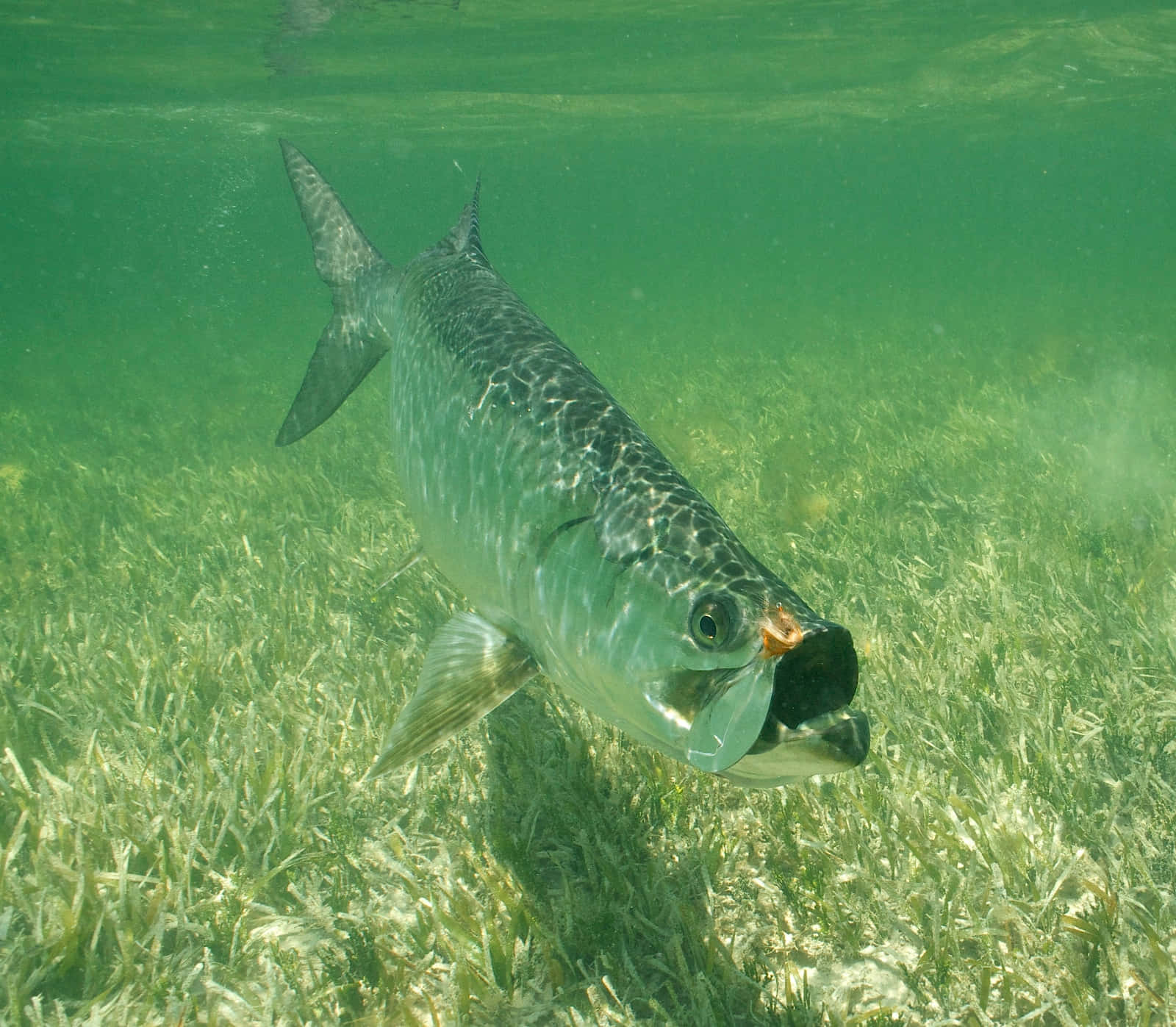 tarpon, clear green water, sea grass, HD Desktop Wallpaper