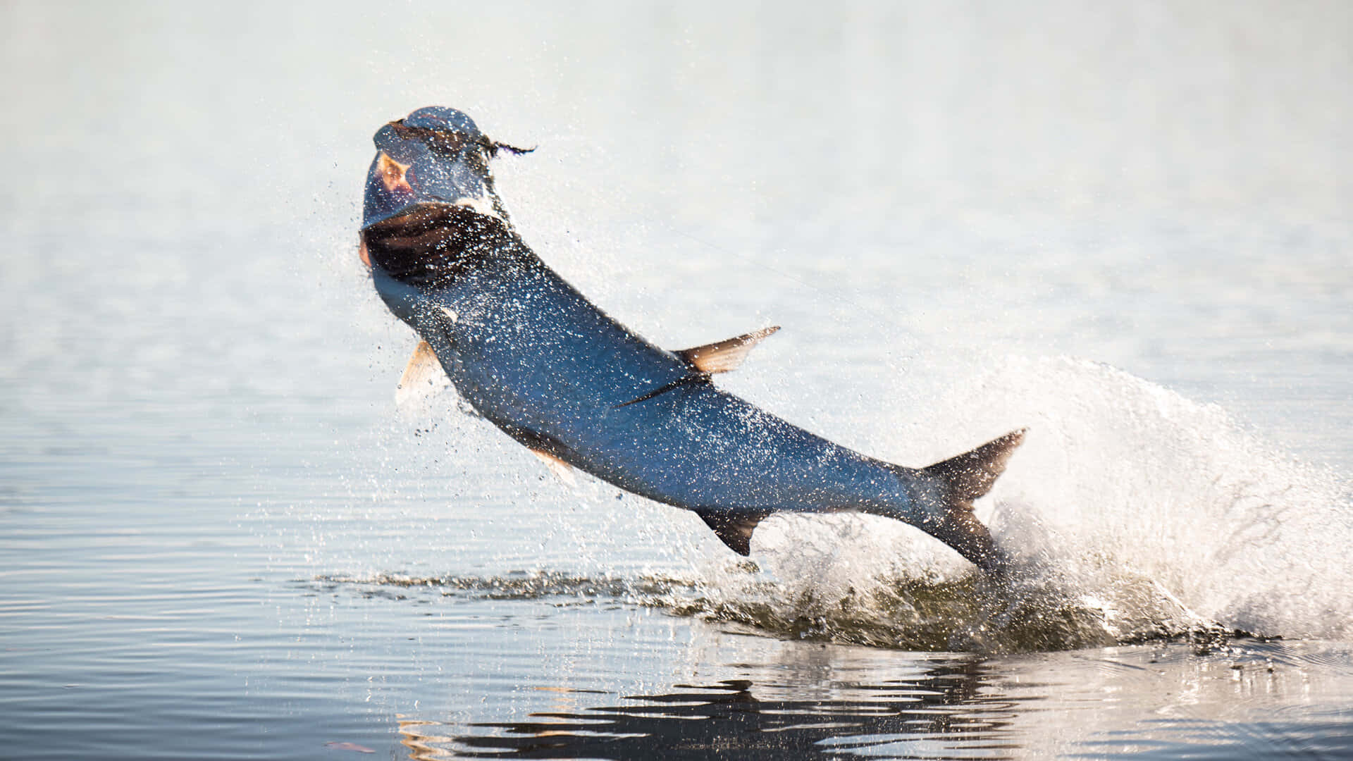 tarpon, leaping, calm water, Full HD Desktop Wallpaper