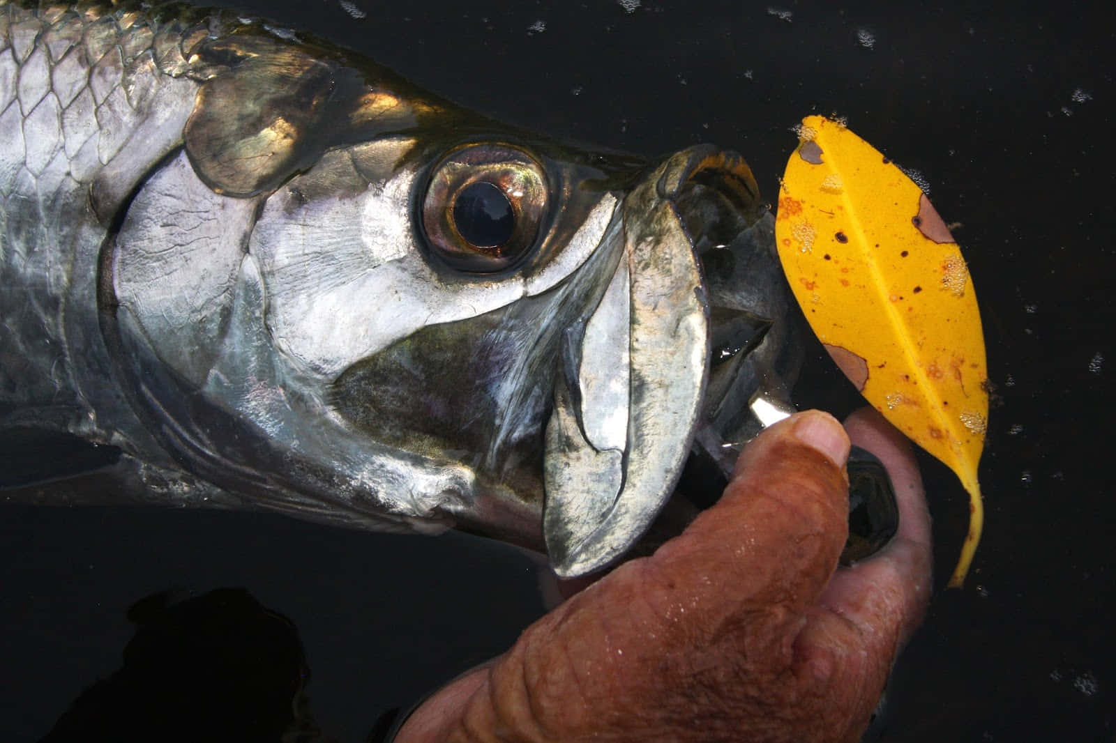 Tarpon, silver tarpon fish, yellow leaf lure, HD Desktop Wallpaper