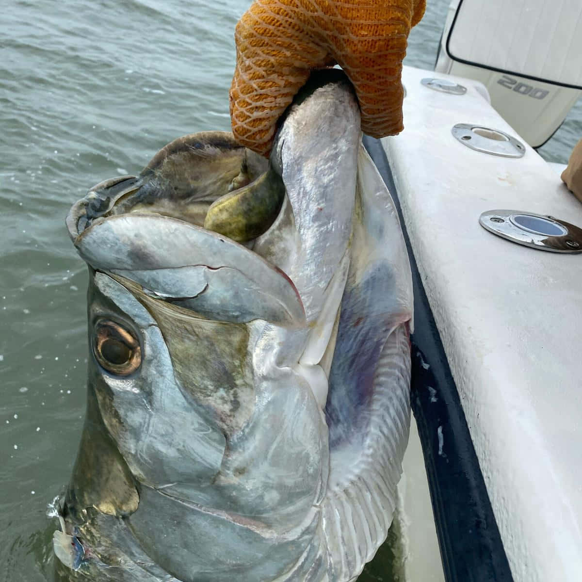Tarpon, white boat, open mouth, SD Desktop Wallpaper