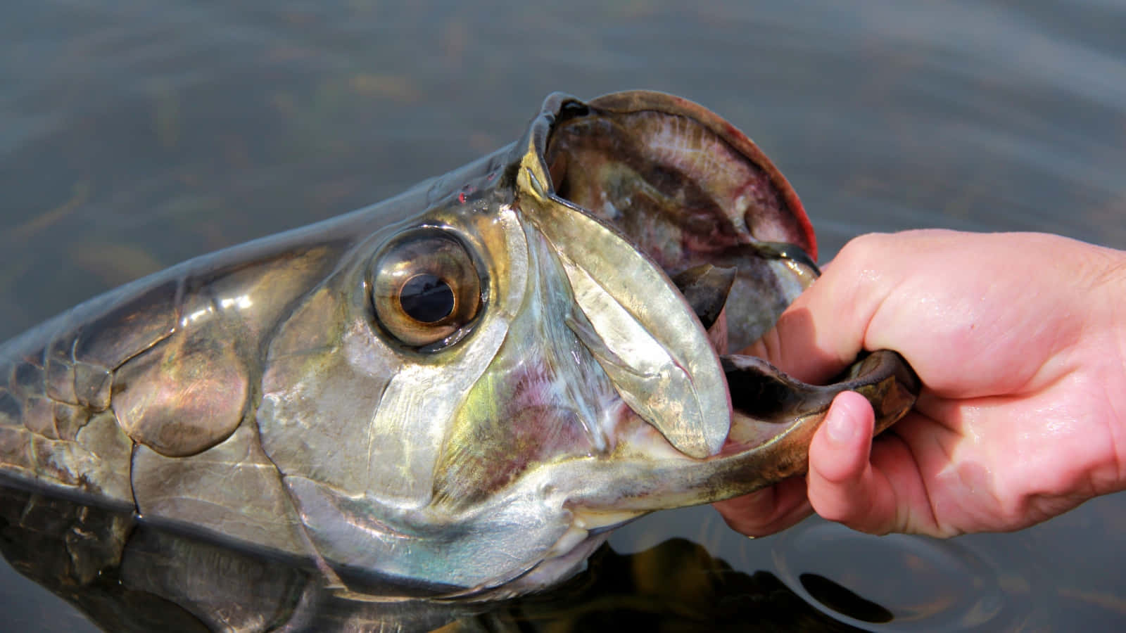 tarpon, silver, lower jaw, HD Desktop Wallpaper