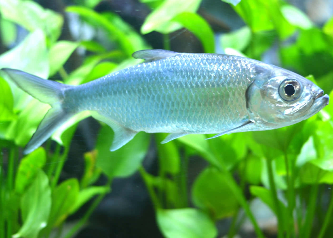 Silver Tarpon, aquarium fish, sleek silver fish, HD Desktop Wallpaper