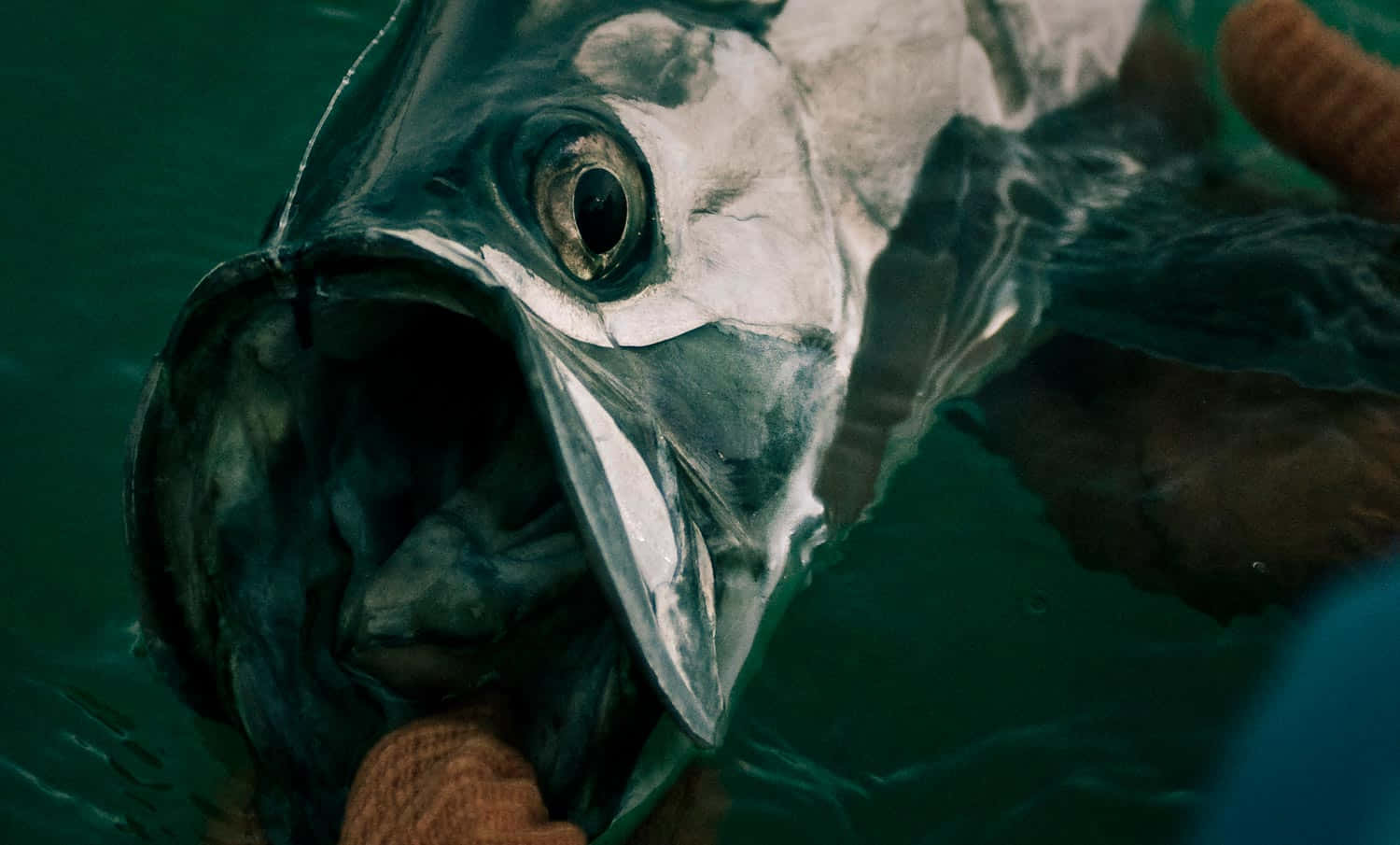 tarpon, silver fish, wide open mouth, HD Desktop Wallpaper