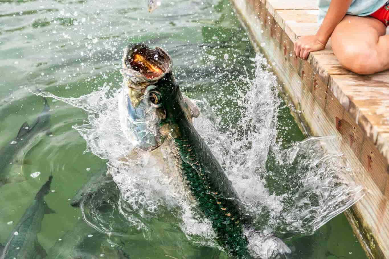 Tarpon, silver fish, green water, HD Desktop Wallpaper
