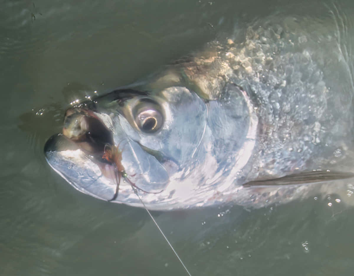 Tarpon, silver, murky green water, SD Desktop Wallpaper