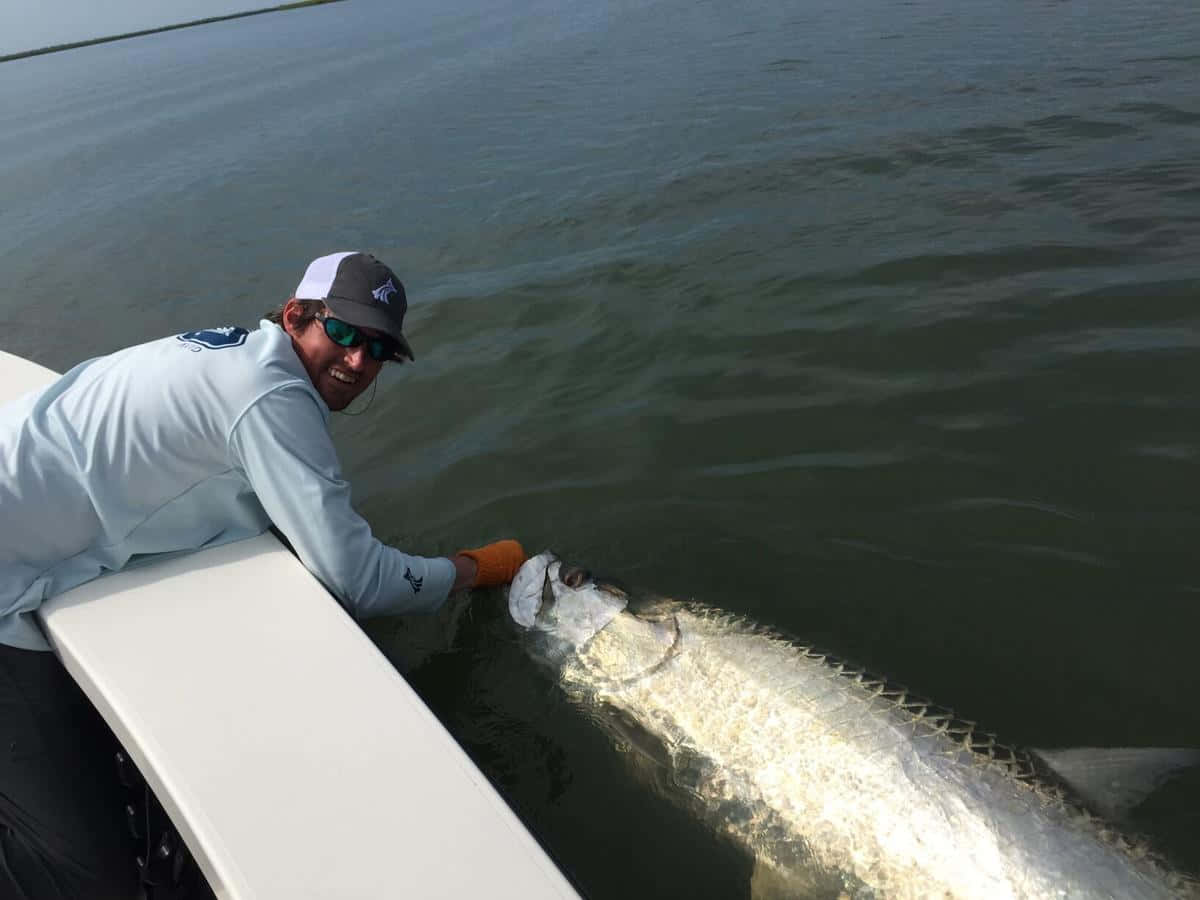 Tarpon, silver tarpon, fisherman, SD Desktop Wallpaper