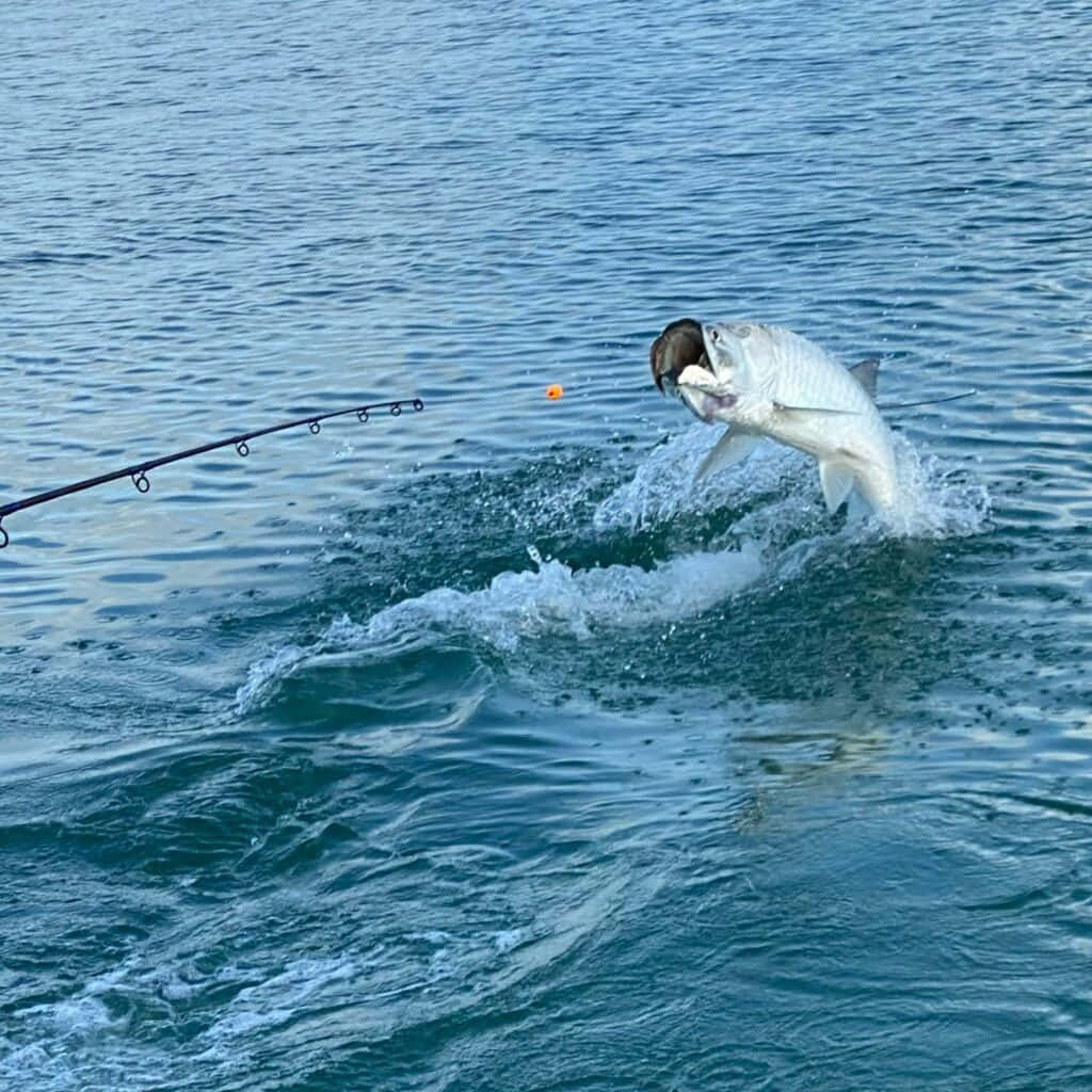 Tarpon, fishing rod, orange bobber, SD Desktop Wallpaper