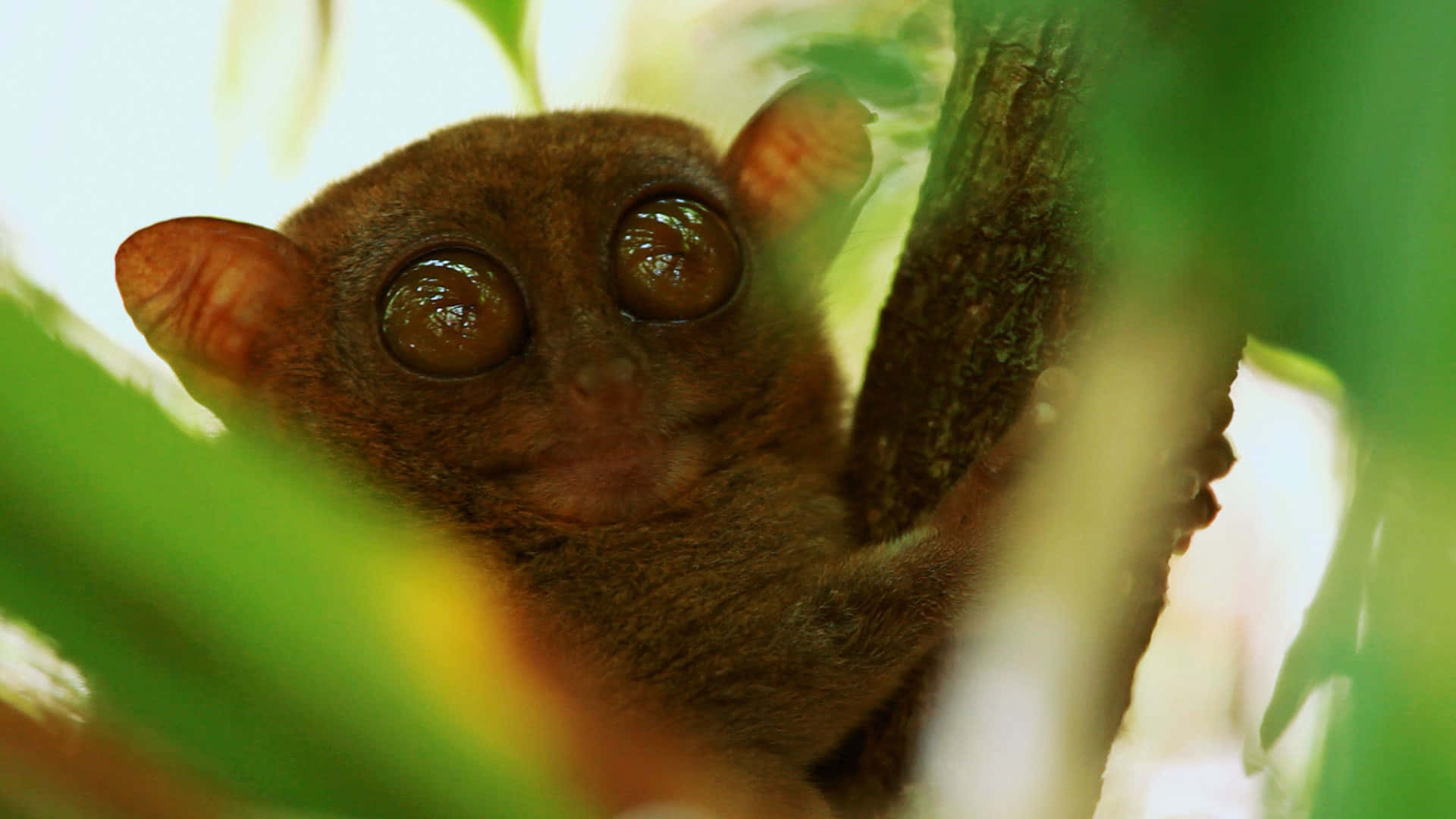 Tarsier, dappled forest, tree branch, Full HD Desktop Wallpaper