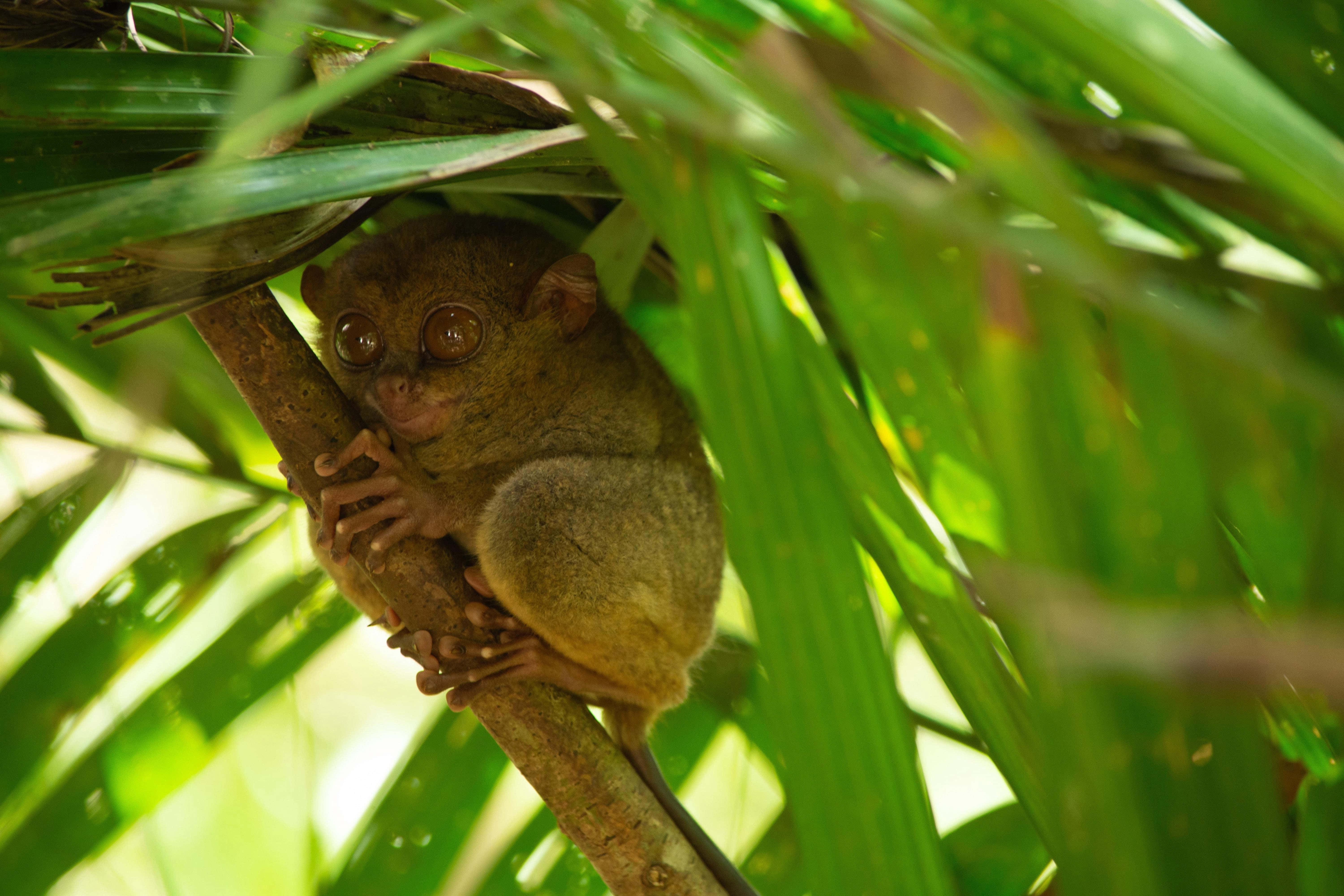 tarsier, palm fronds, jungle, 5K Desktop Wallpaper