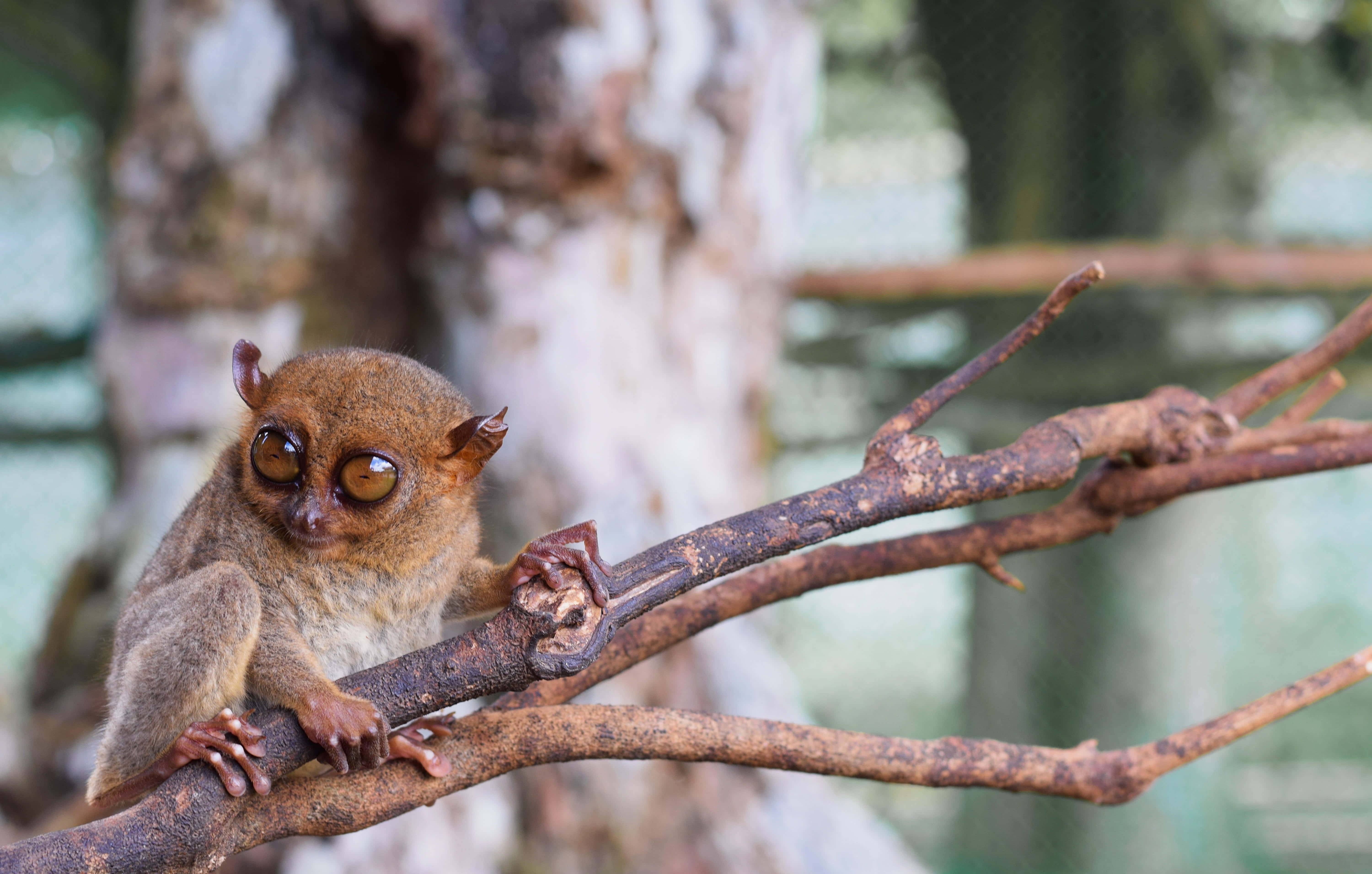 tarsier, golden eyes, tree branch, 5K Desktop Wallpaper