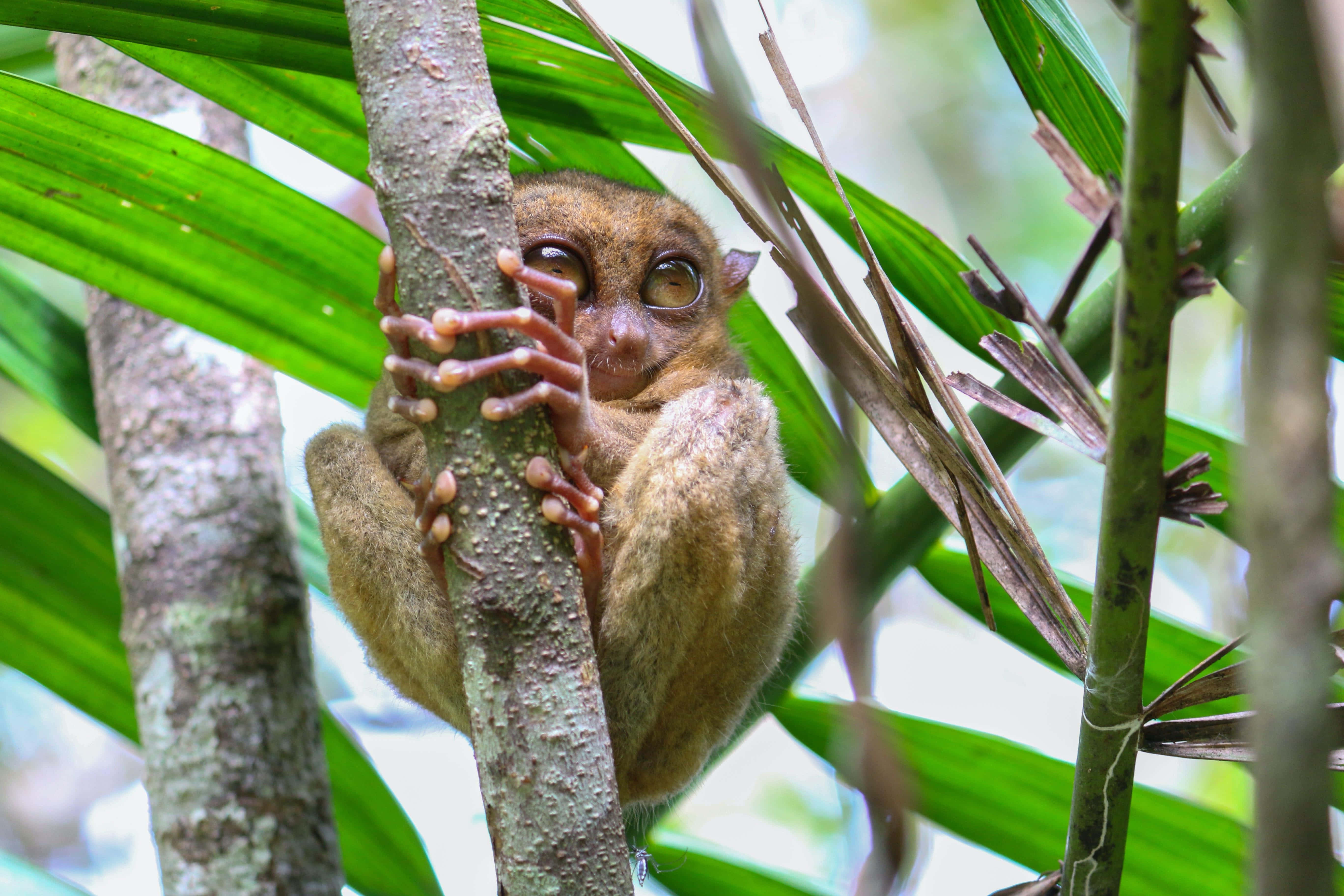 tarsier, tree trunk, lush green leaves, 5K Desktop Wallpaper
