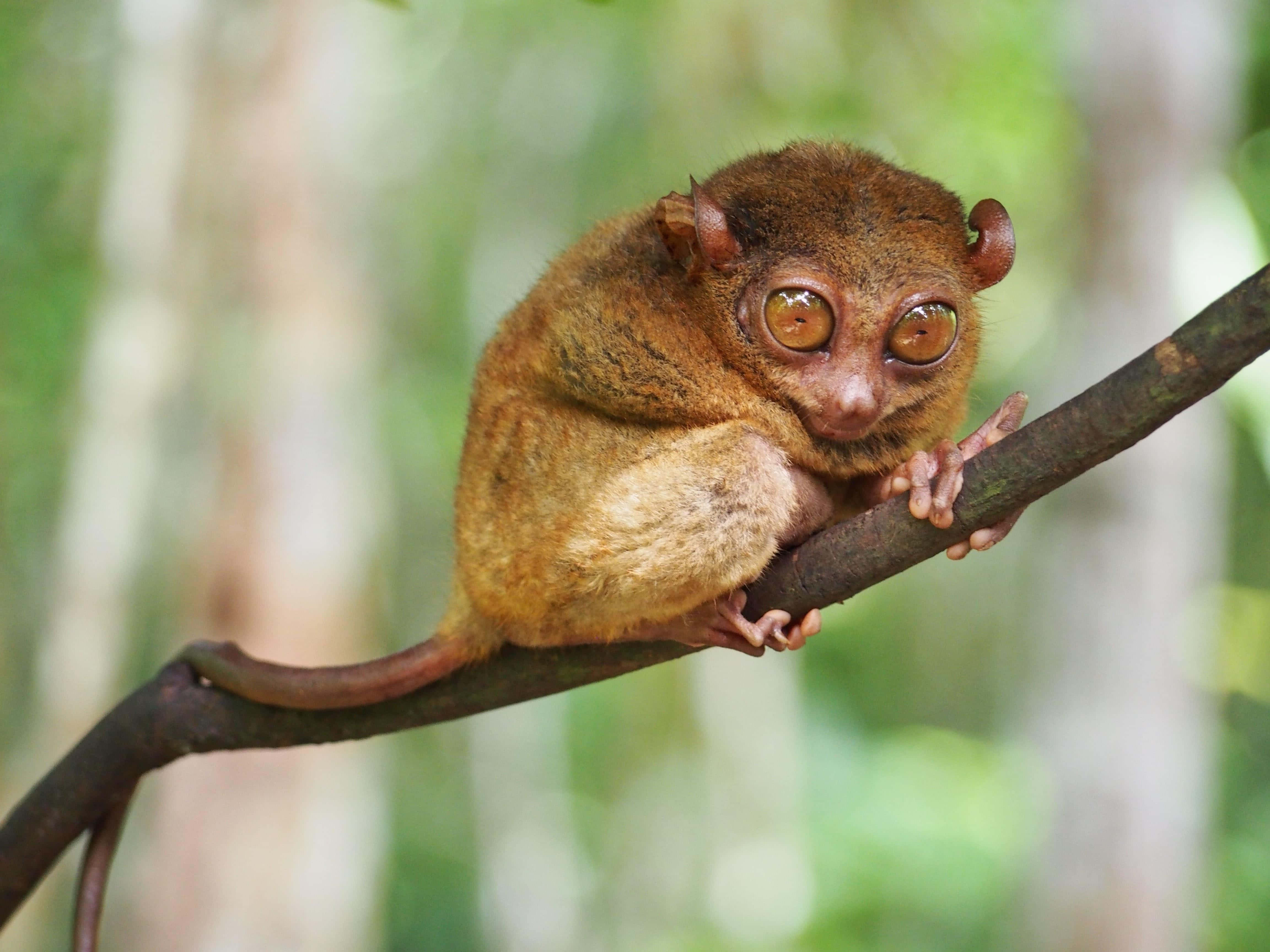 tarsier, branch, lush green forest, 4K Desktop Wallpaper