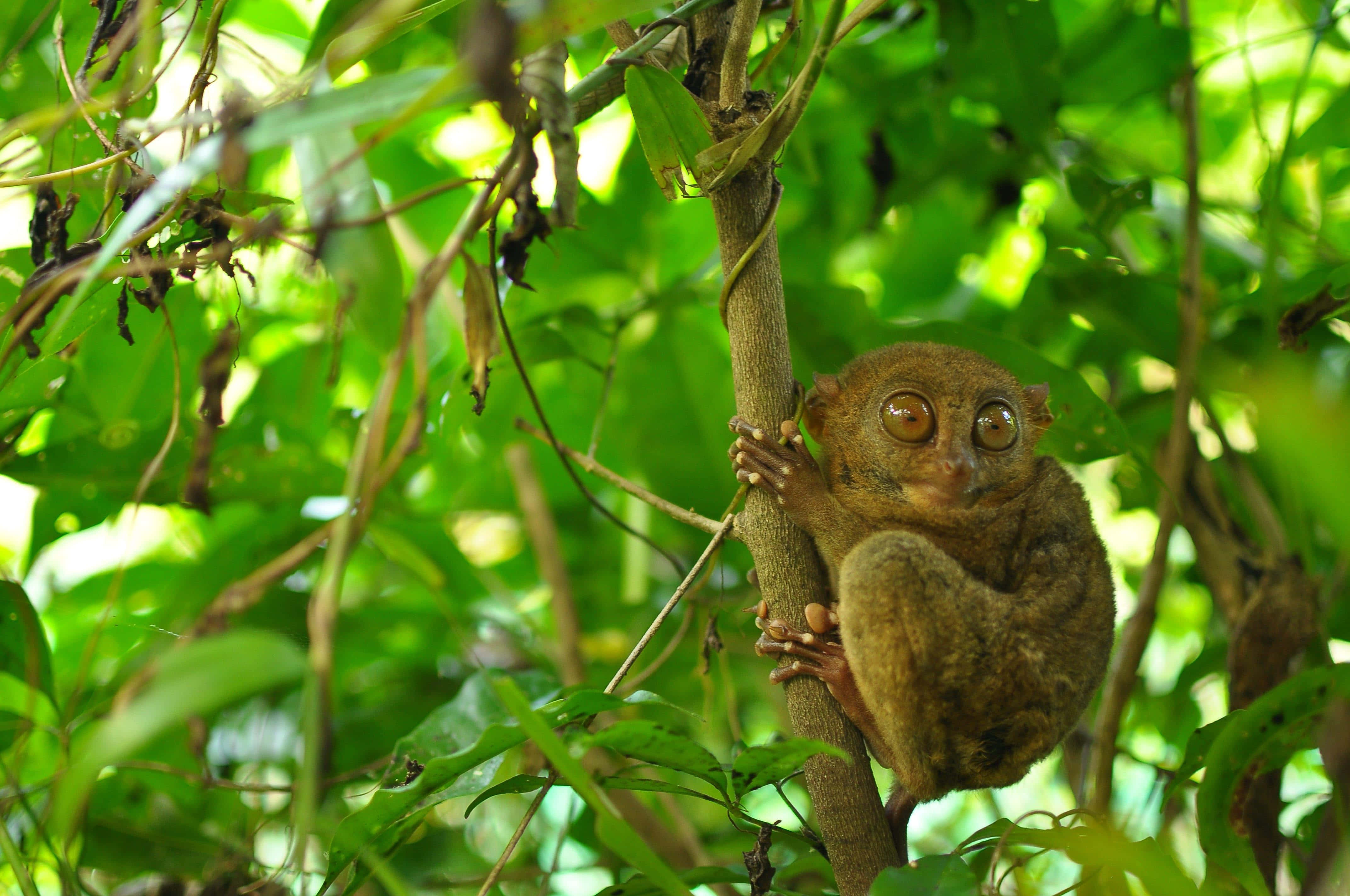 tarsier, jungle canopy, tree branch, 4K Desktop Wallpaper