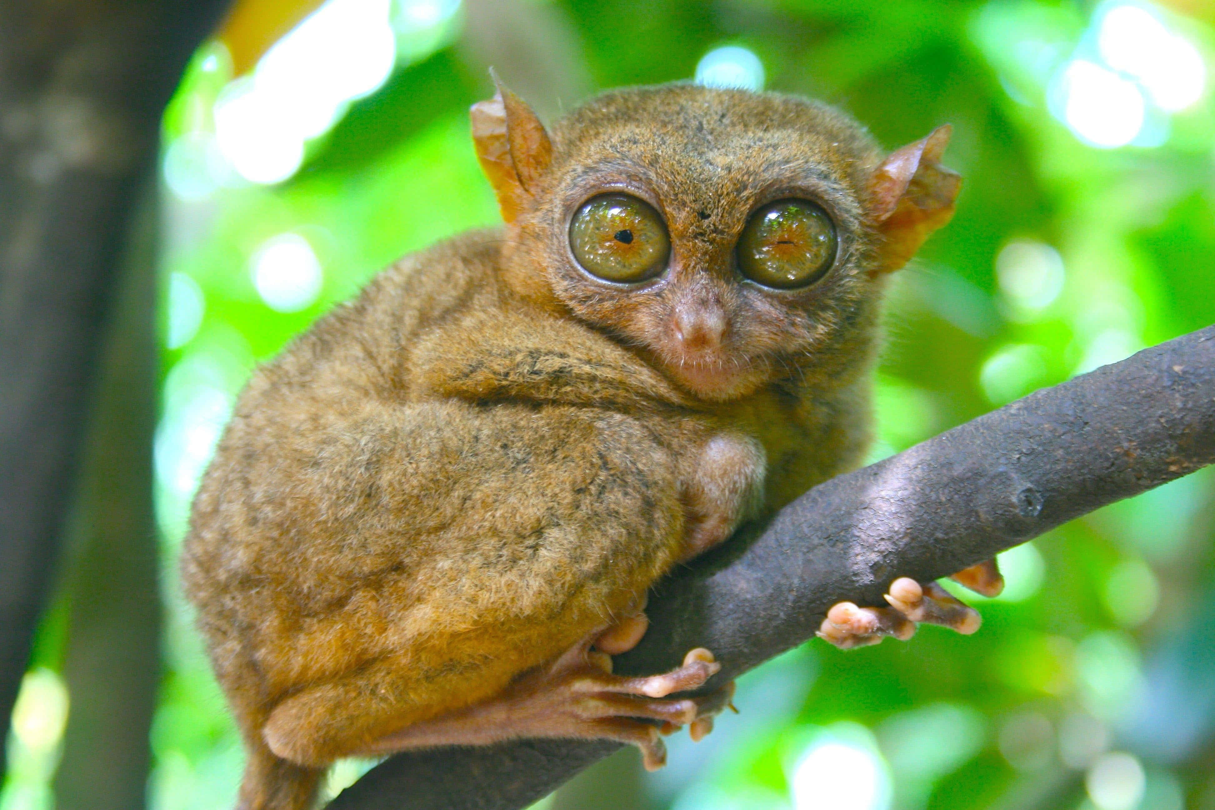 Tarsier, golden eyes, tree branch, 4K Desktop Wallpaper