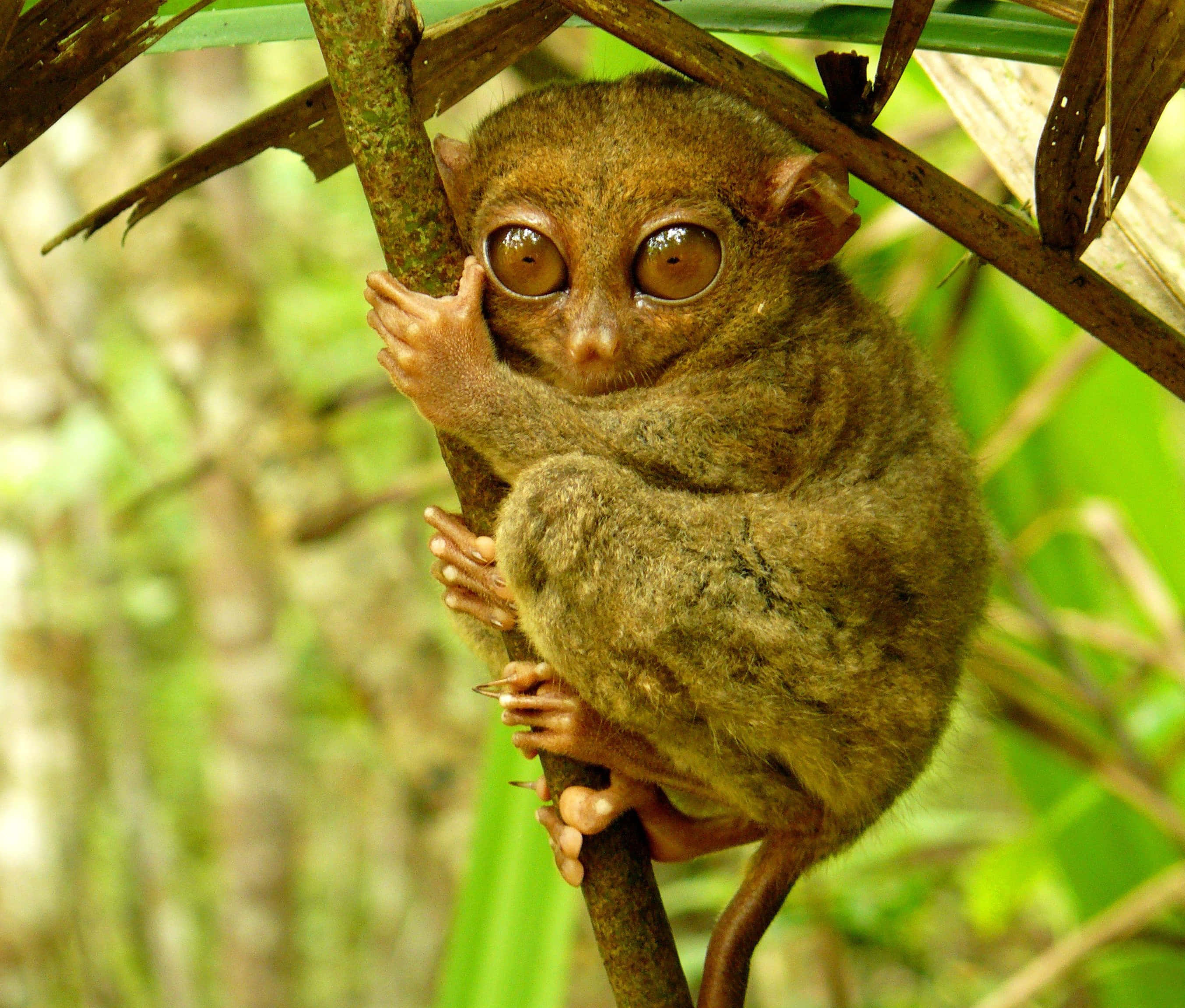 tarsier, tree branch, lush green jungle, 2K Desktop Wallpaper