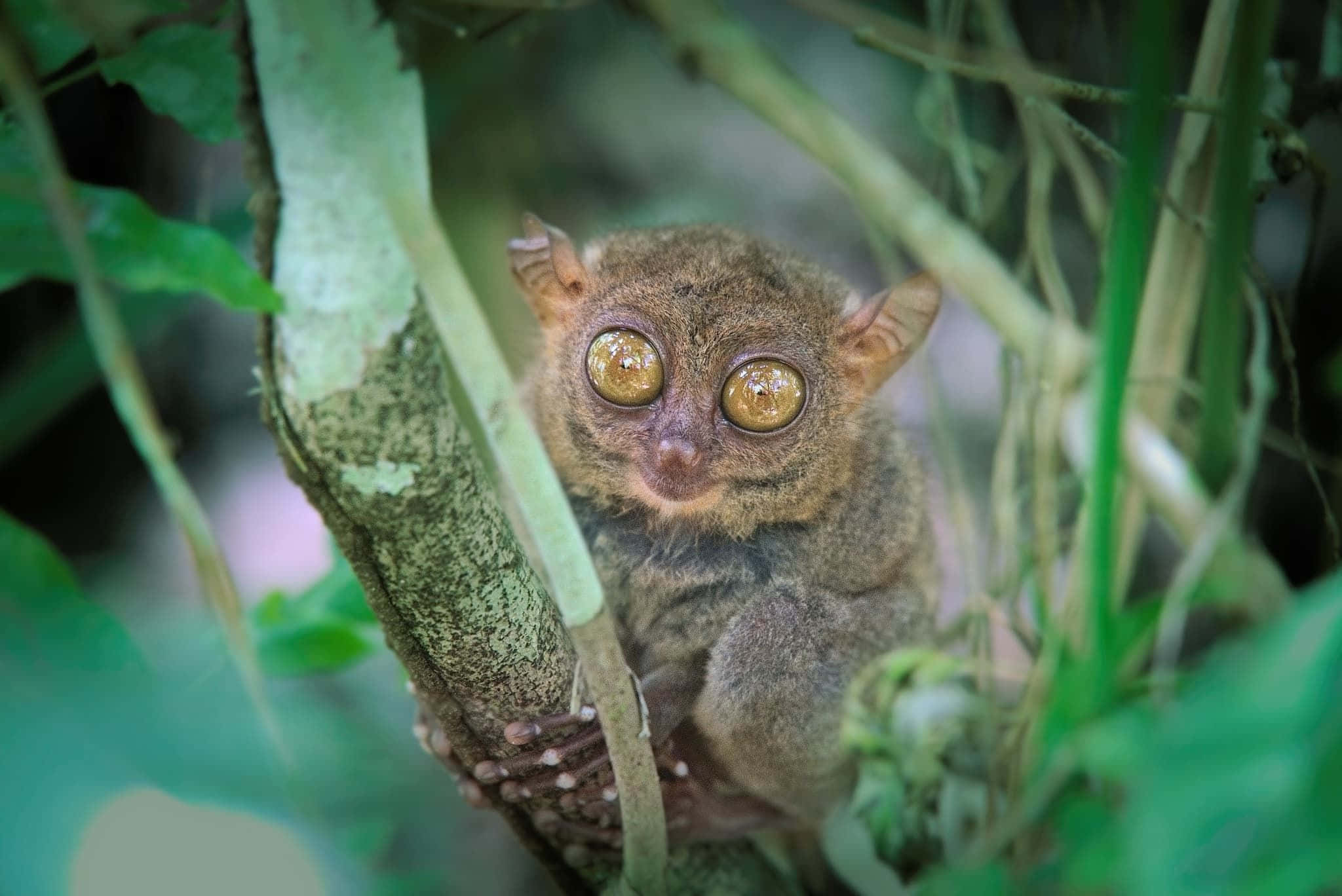 tarsier, golden eyes, lush green foliage, Full HD Desktop Wallpaper
