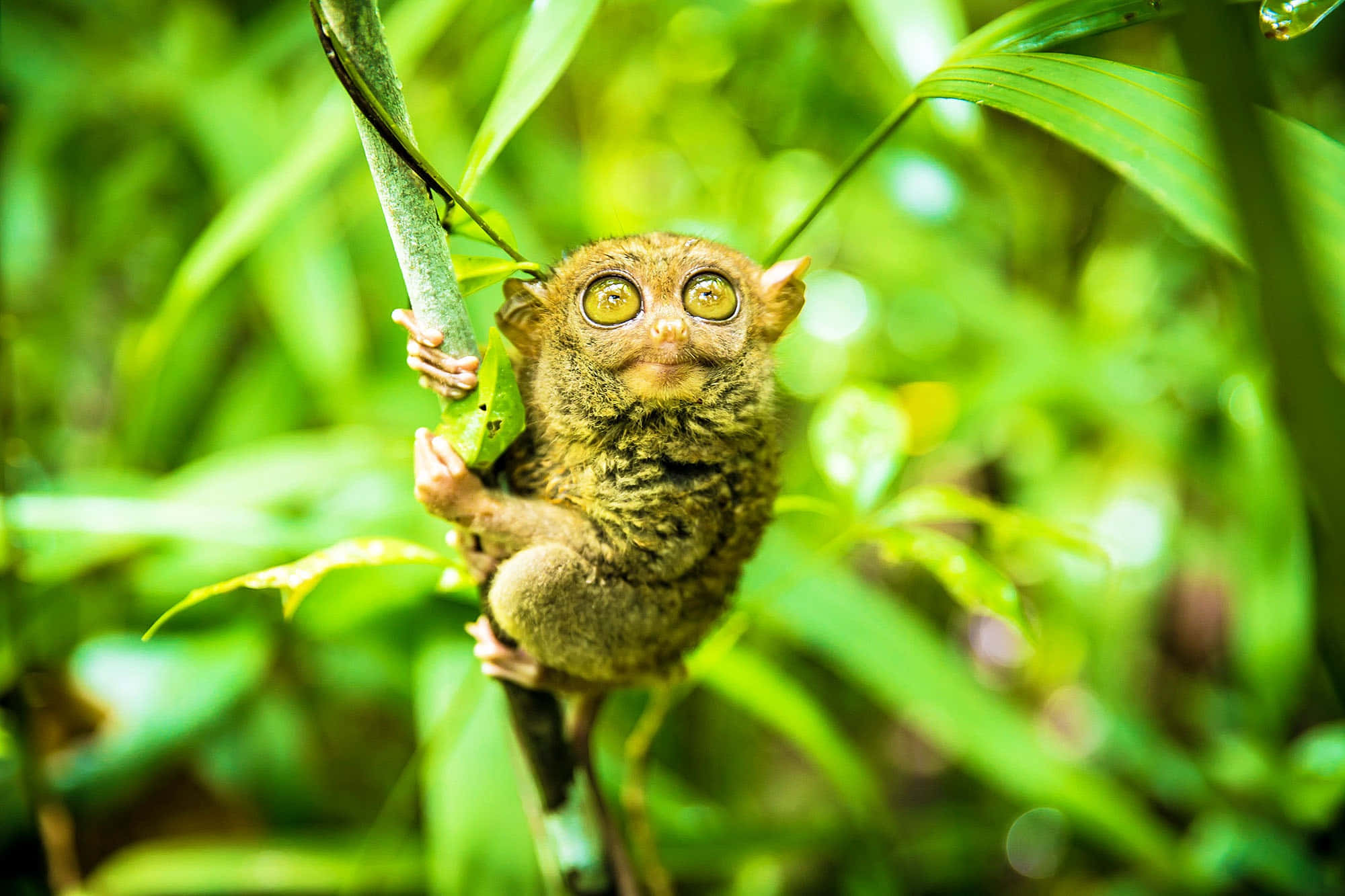 tarsier, golden eyes, leafy branch, Full HD Desktop Wallpaper