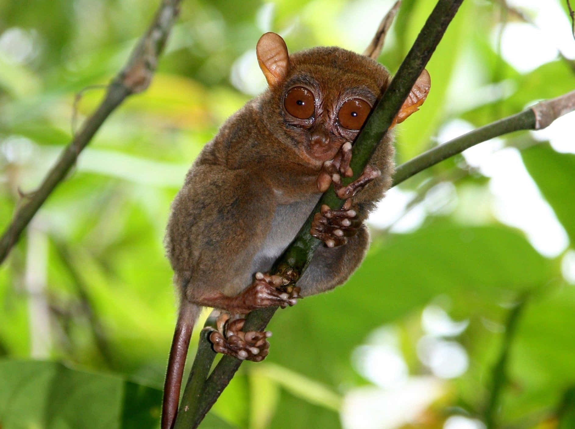 tarsier, lush green jungle, branch, HD Desktop Wallpaper