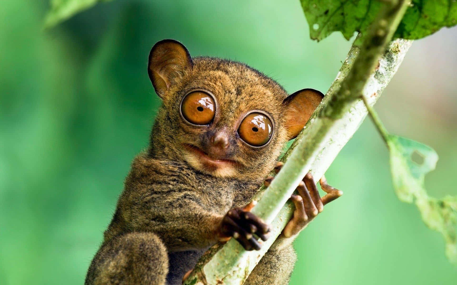 tarsier, amber eyes, tree branch, Full HD Desktop Wallpaper
