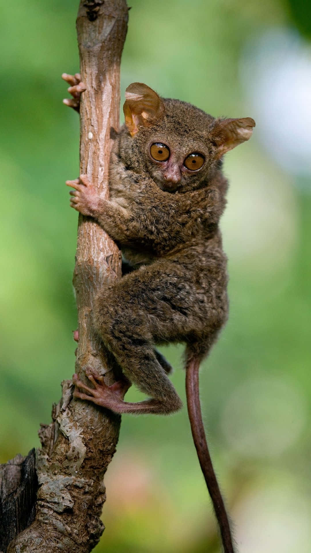 tarsier, tree branch, golden eyes, Full HD Phone Wallpaper