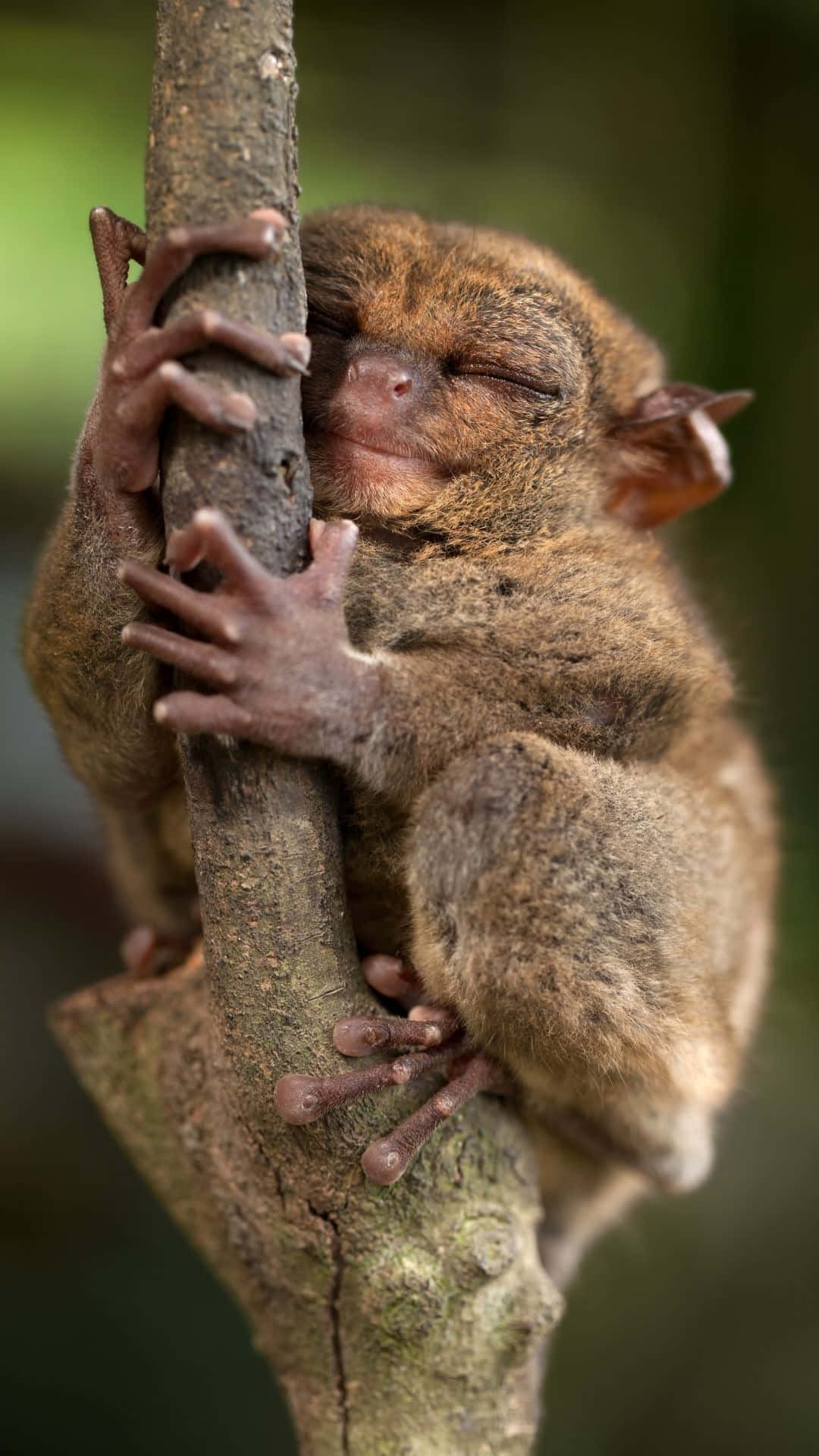 tarsier, tree branch, bark, Full HD Phone Wallpaper