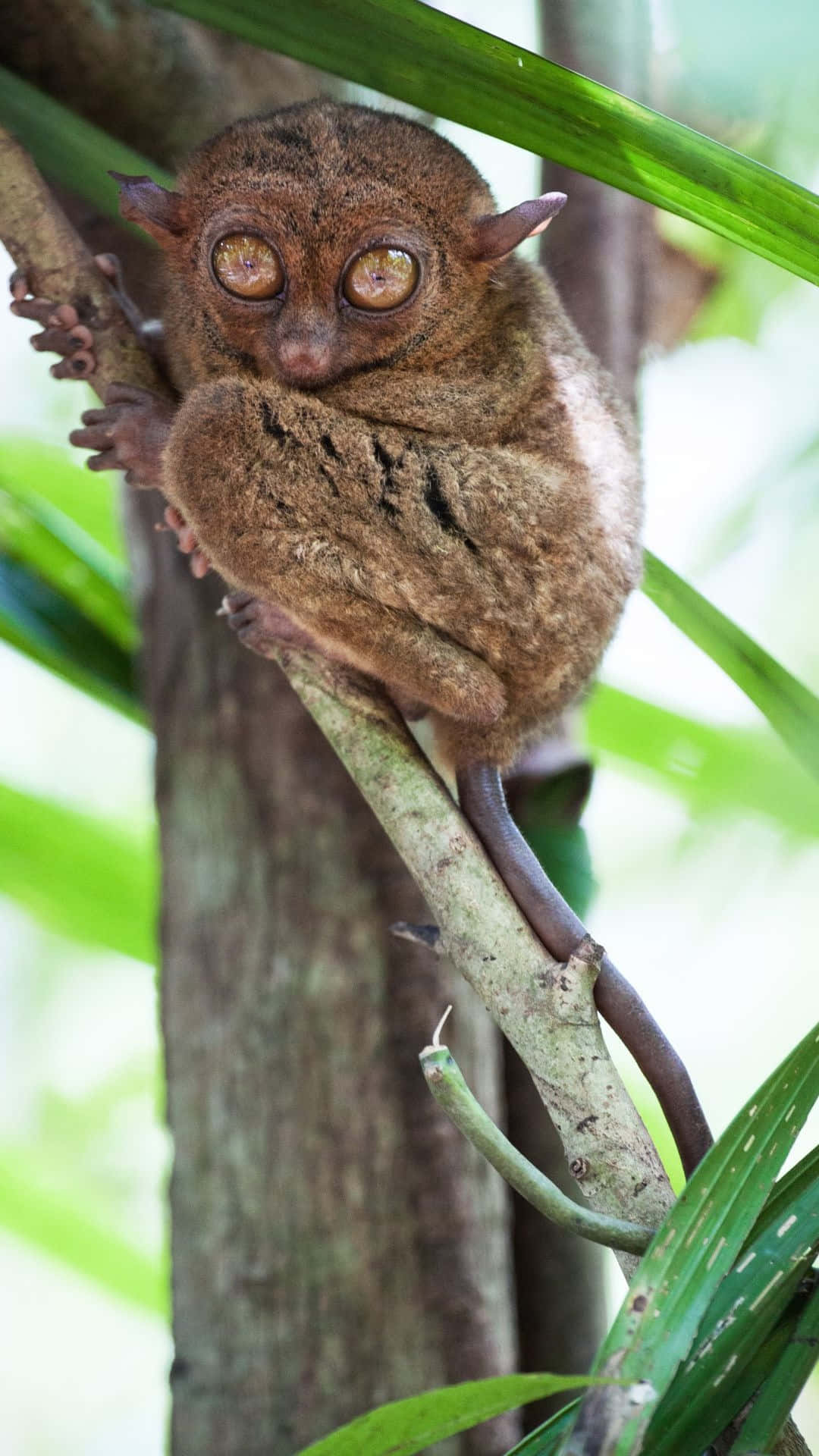 tarsier, golden eyes, tree branch, Full HD Phone Wallpaper
