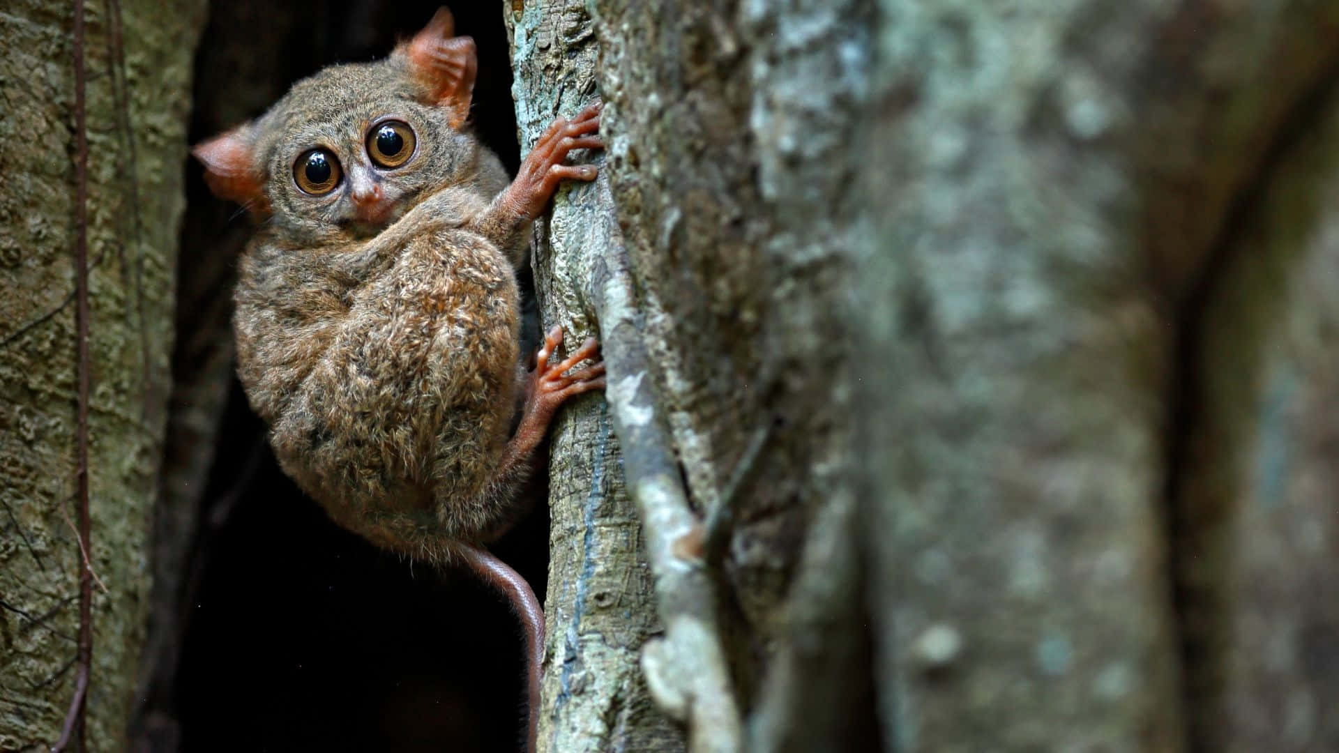 tarsier, huge round eyes, tree trunk, Full HD Desktop Wallpaper
