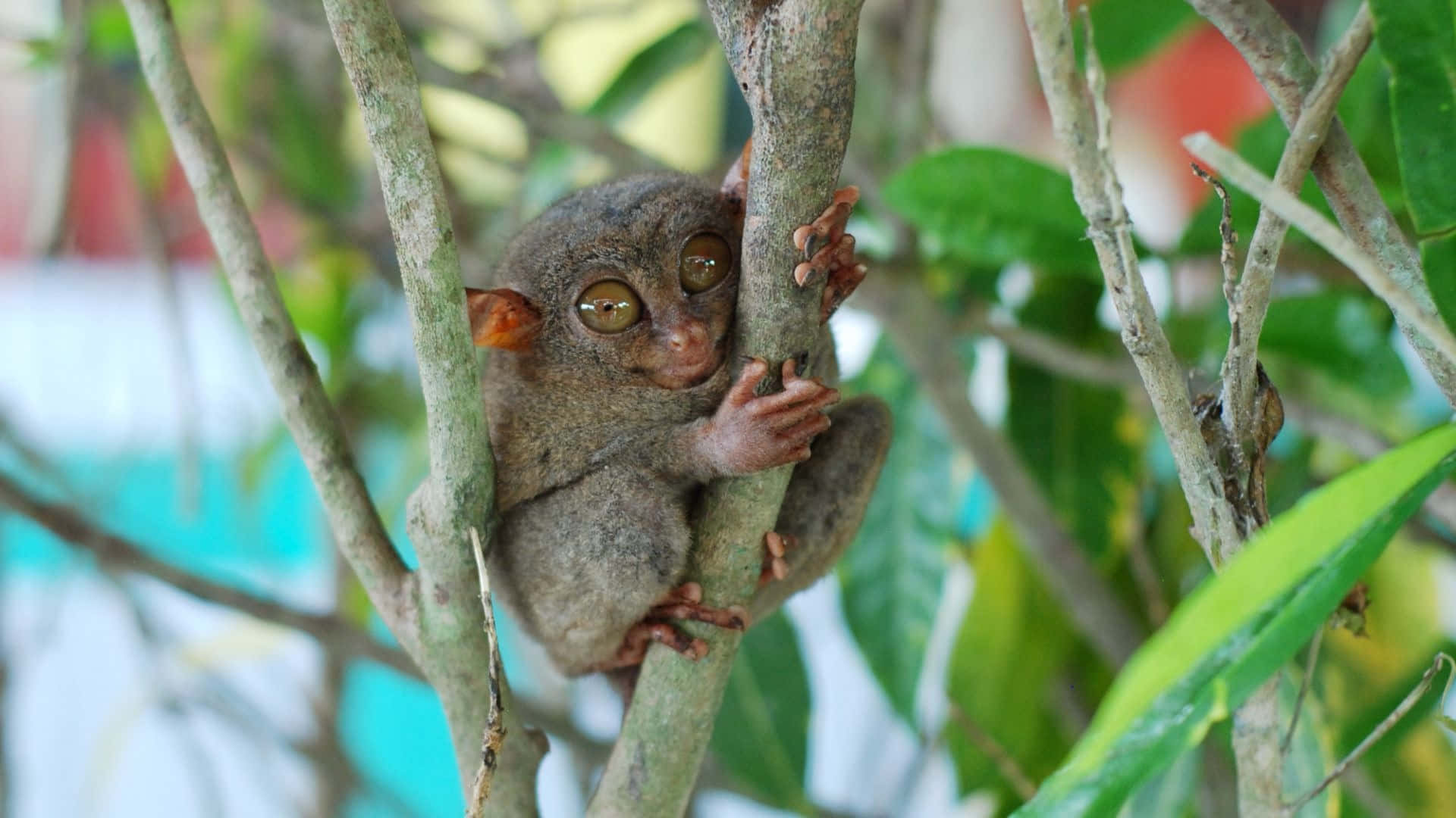 tarsier, golden eyes, tree branch, Full HD Desktop Wallpaper