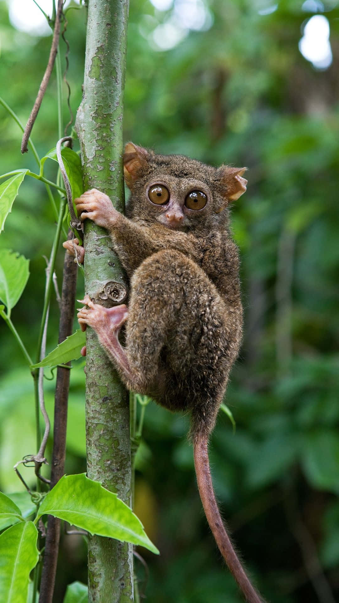 tarsier, tree trunk, lush green jungle, Full HD Phone Wallpaper