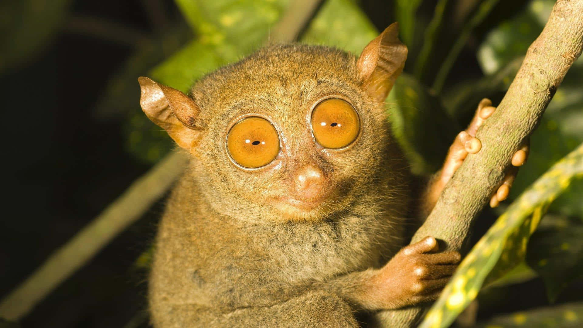 tarsier, golden eyes, lush green jungle, Full HD Desktop Wallpaper