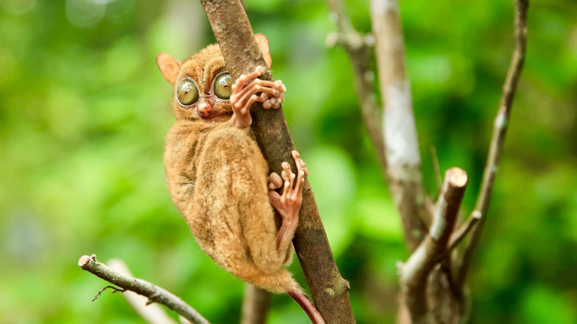 Tarsier, branch, lush green forest, Full HD Desktop Wallpaper