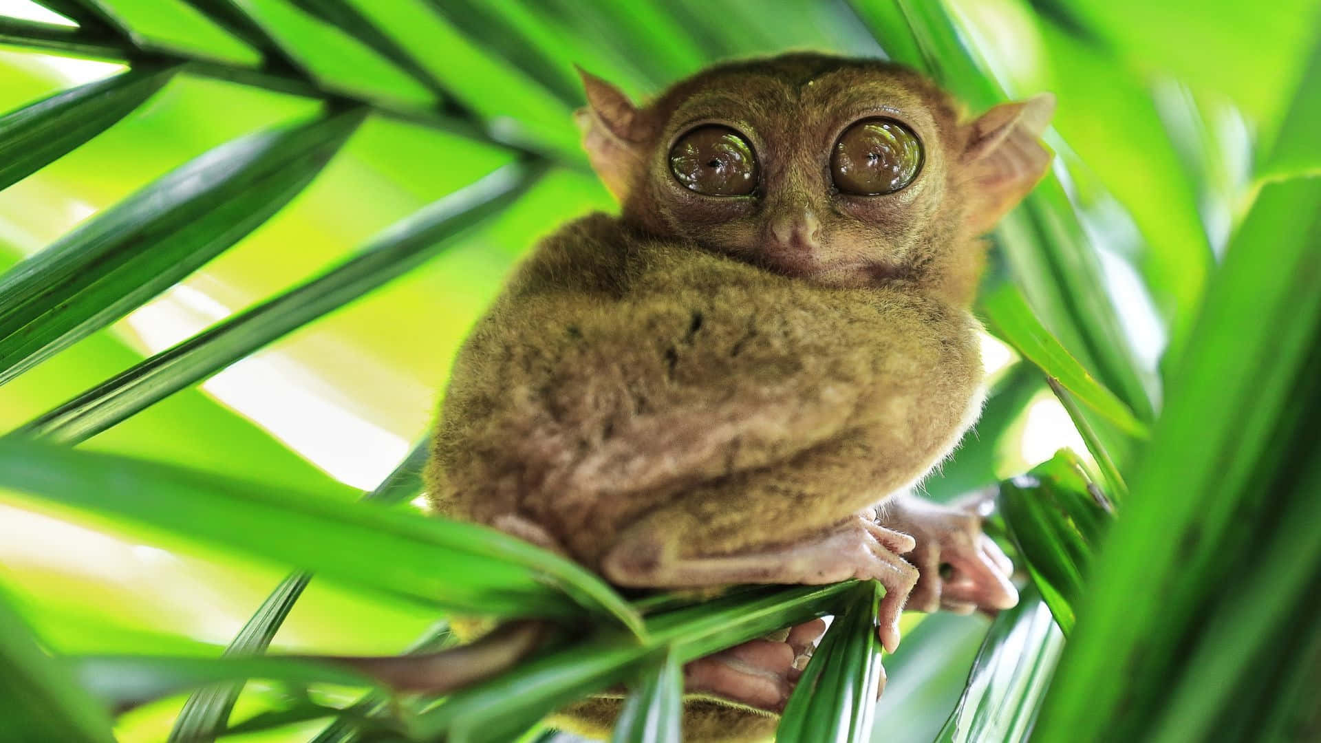 tarsier, green leaves, lush green jungle canopy, Full HD Desktop Wallpaper