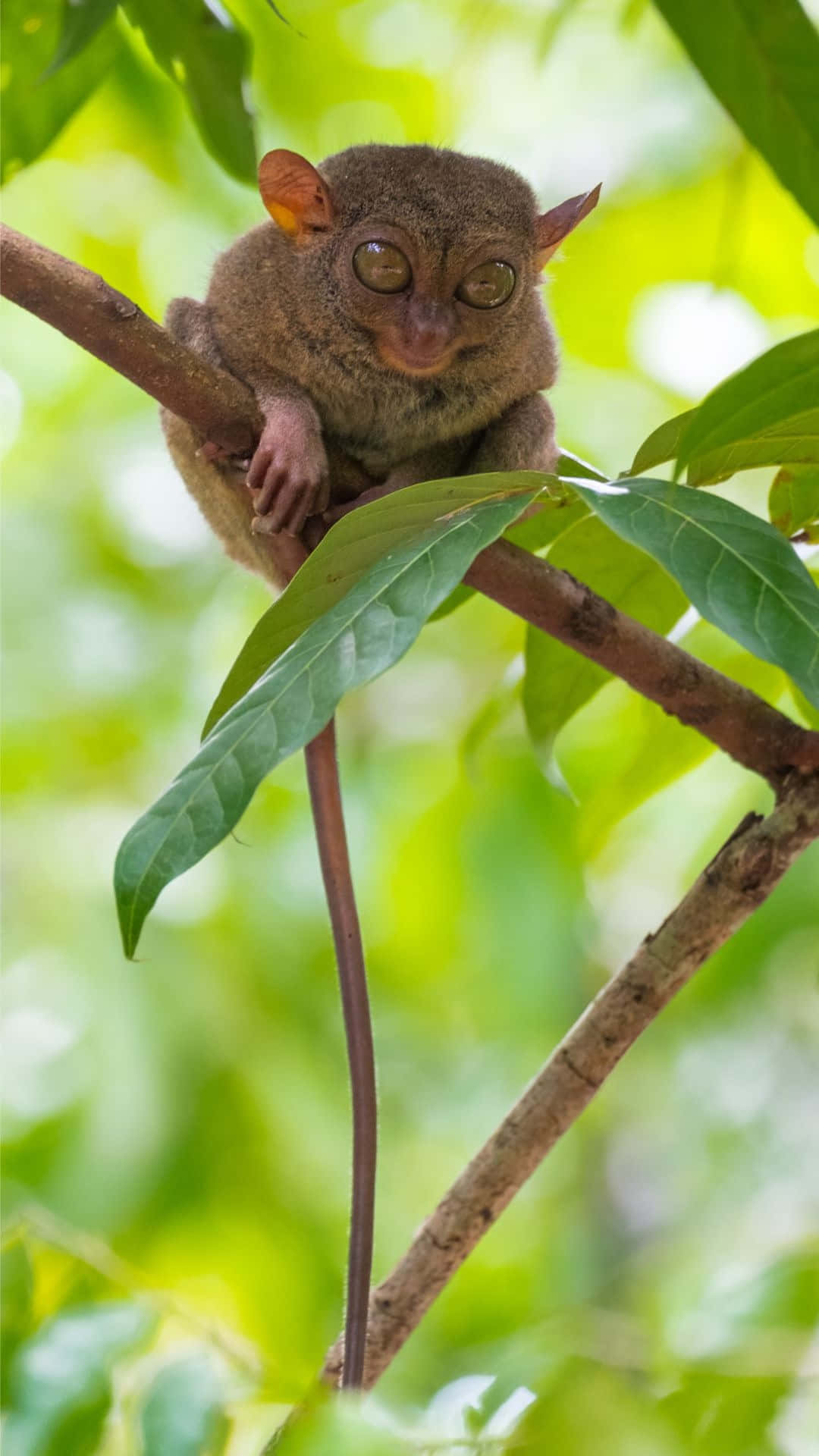 Tarsier, branch, vibrant green leaves, Full HD Phone Wallpaper