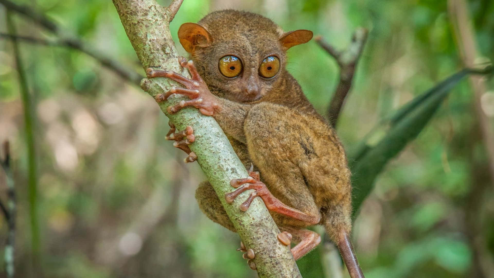 tarsier, tree branch, lush green forest, Full HD Desktop Wallpaper