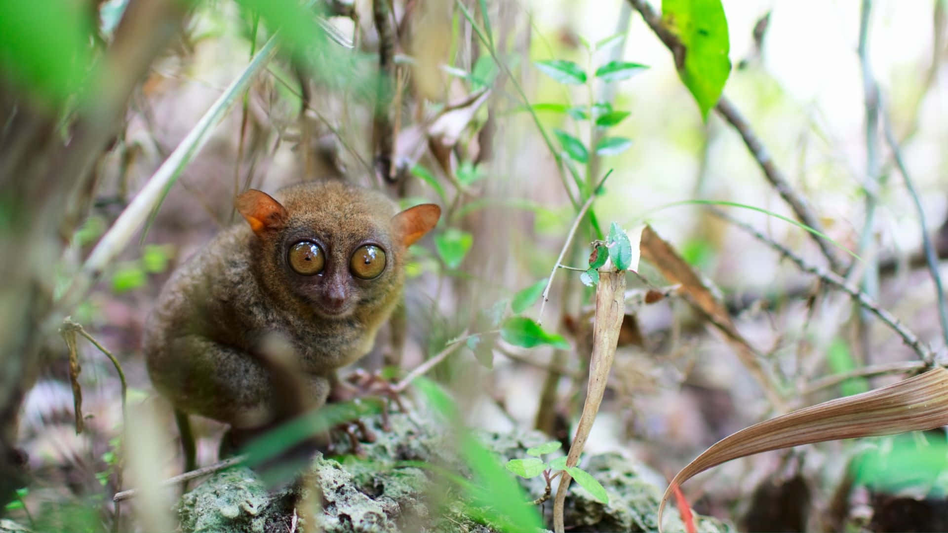 tarsier, golden eyes, dense green foliage, Full HD Desktop Wallpaper