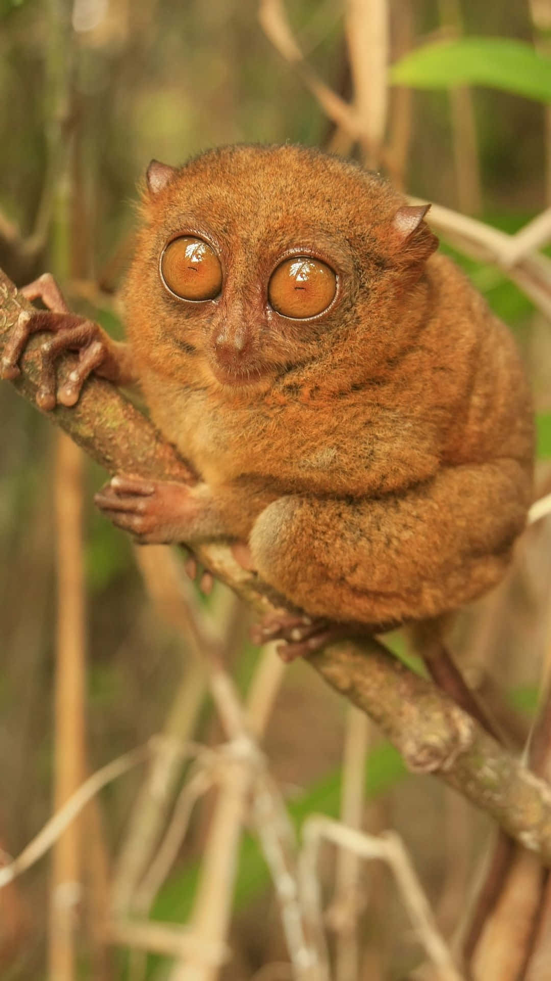 tarsier, amber eyes, branch, Full HD Phone Wallpaper