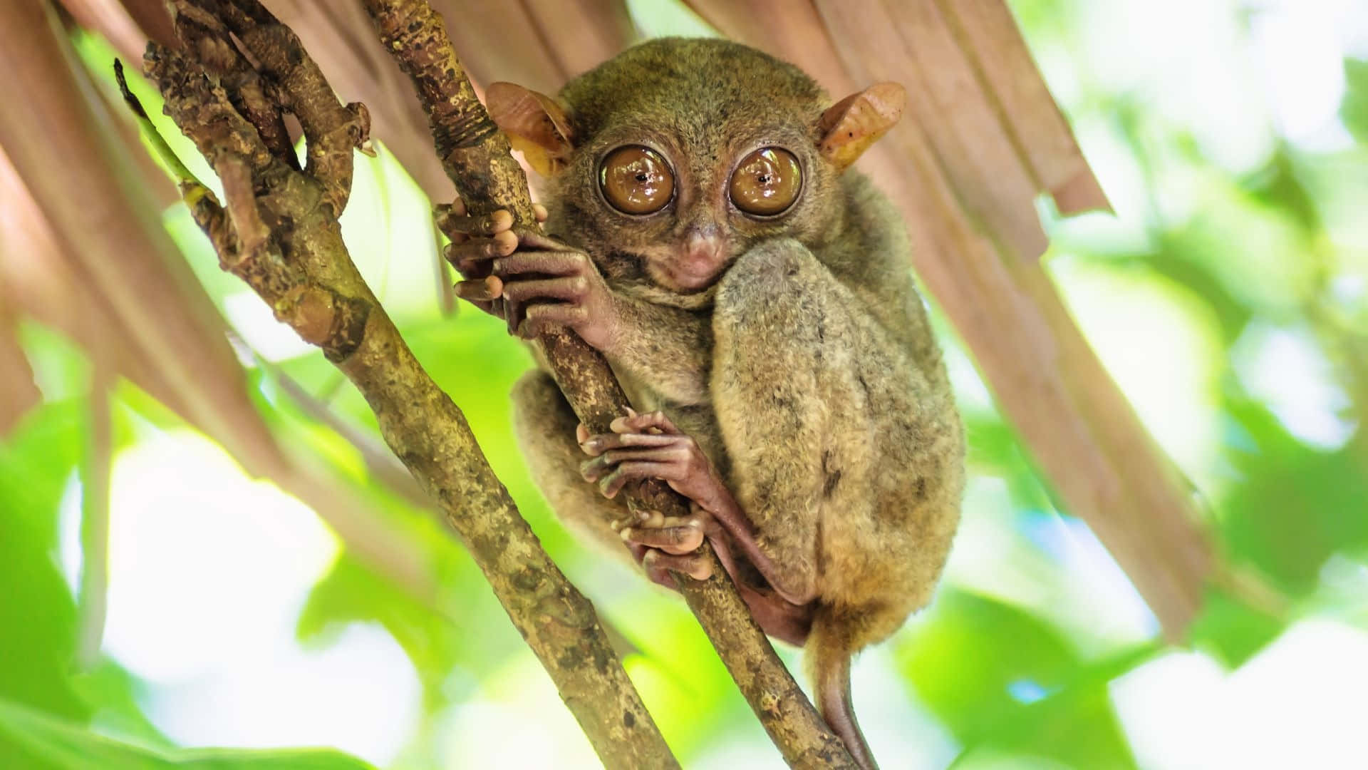 tarsier, golden eyes, tree branch, Full HD Desktop Wallpaper