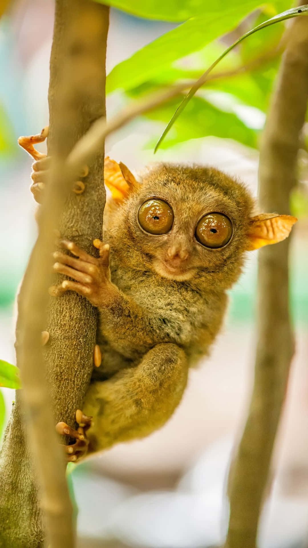 tarsier, tree branch, lush green leaves, Full HD Phone Wallpaper