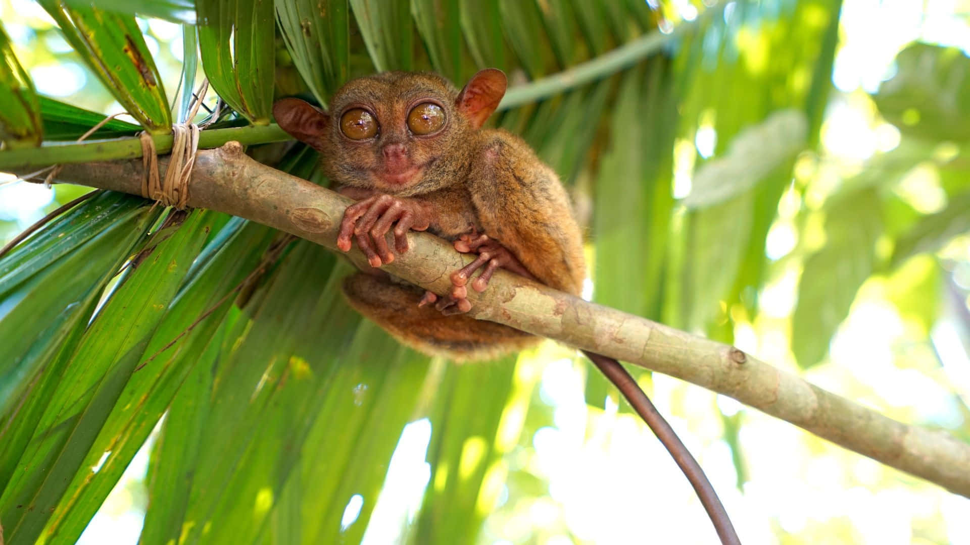 tarsier, green foliage, sunlit branch, Full HD Desktop Wallpaper