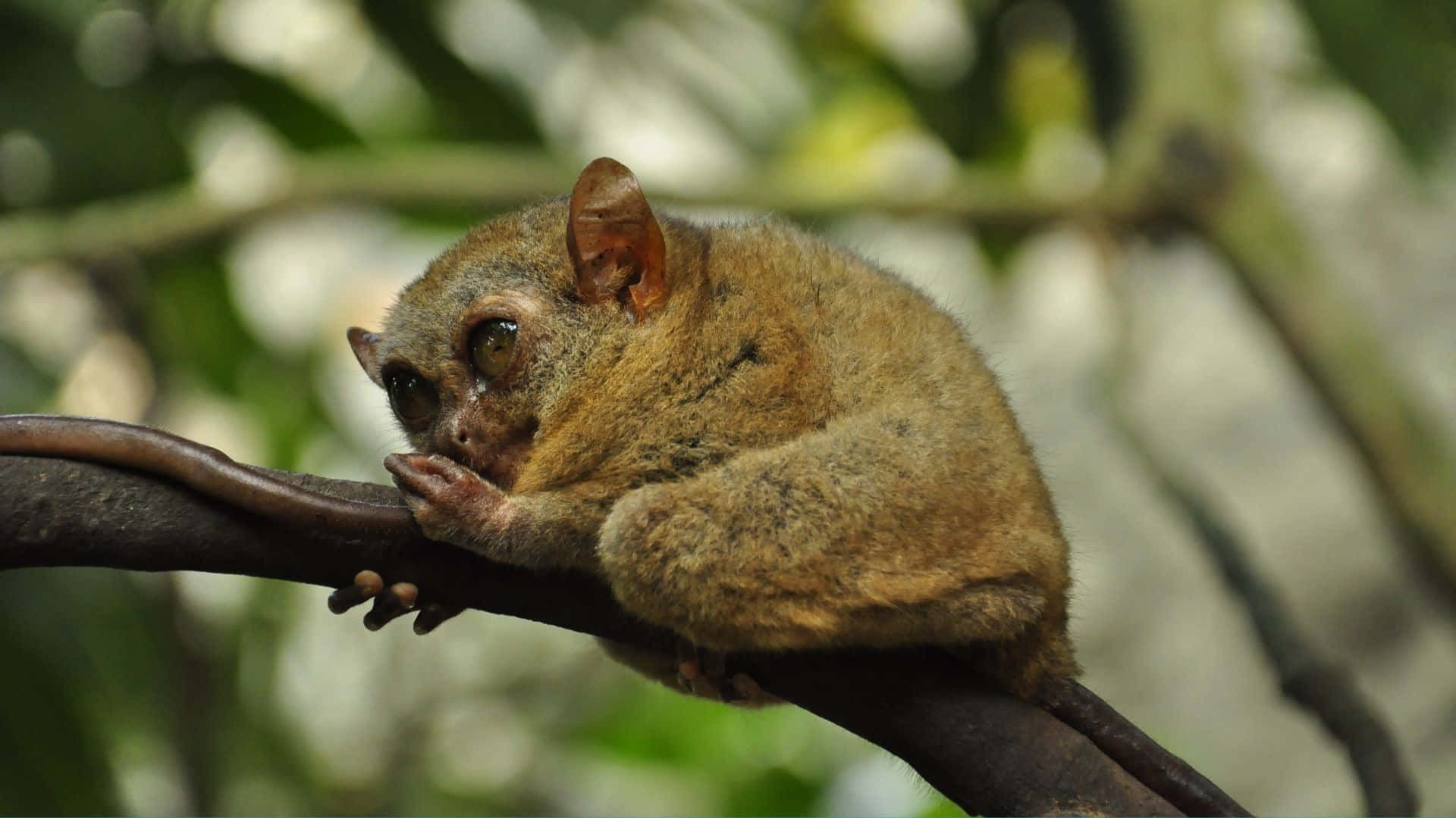 Tarsier, branch, dark branch, Full HD Desktop Wallpaper