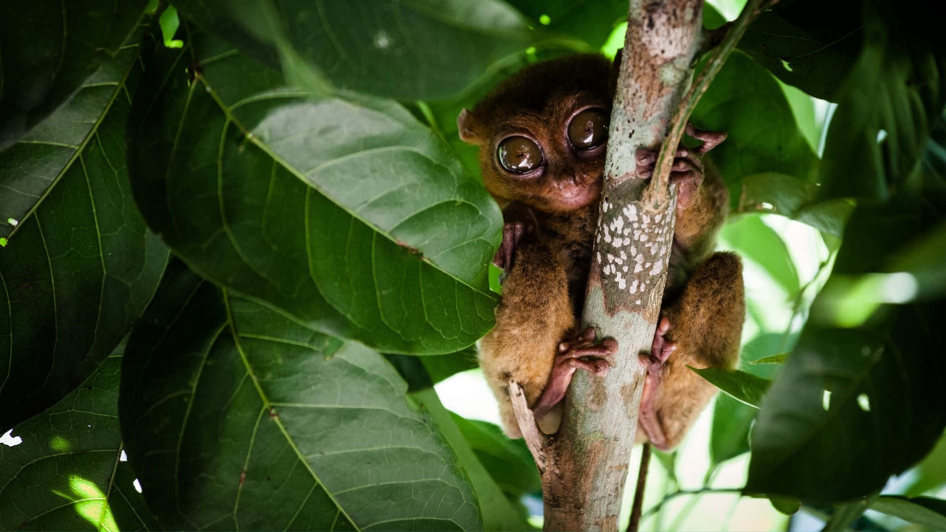 tarsier, tree branch, lush green leaves, Full HD Desktop Wallpaper