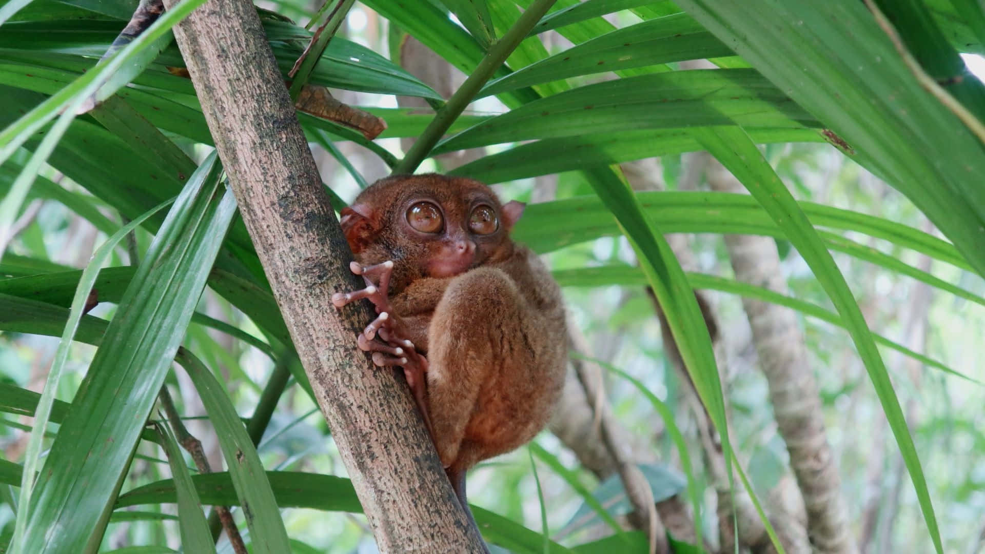 tarsier, tree trunk, palm fronds, Full HD Desktop Wallpaper