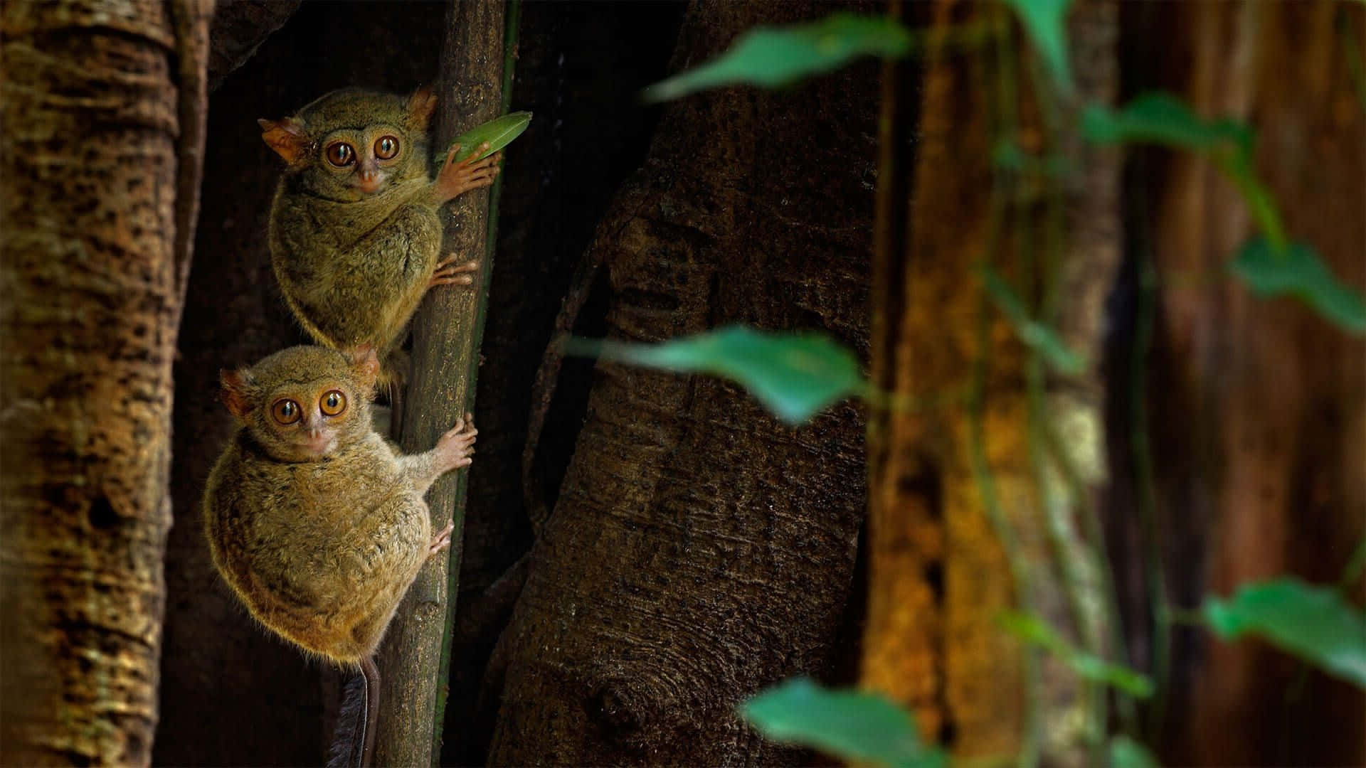 tarsiers, forest, jungle, Full HD Desktop Wallpaper