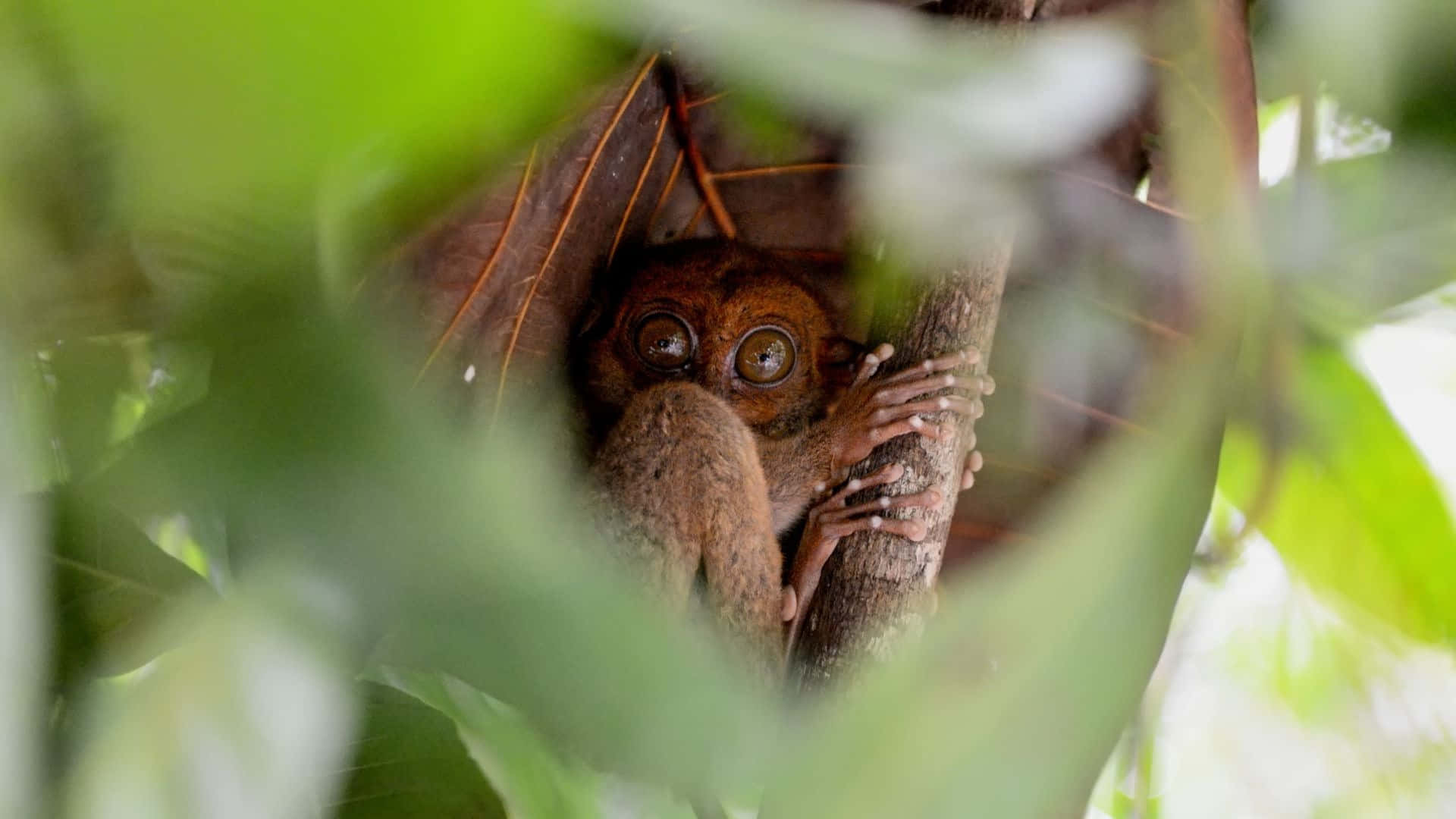 tarsier, jungle canopy, lush green, Full HD Desktop Wallpaper