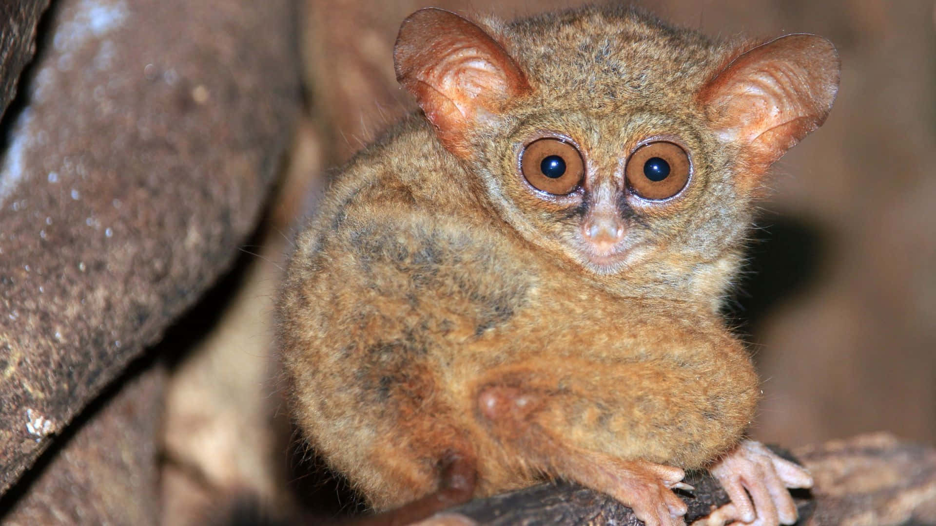 tarsier, branch, huge round eyes, Full HD Desktop Wallpaper